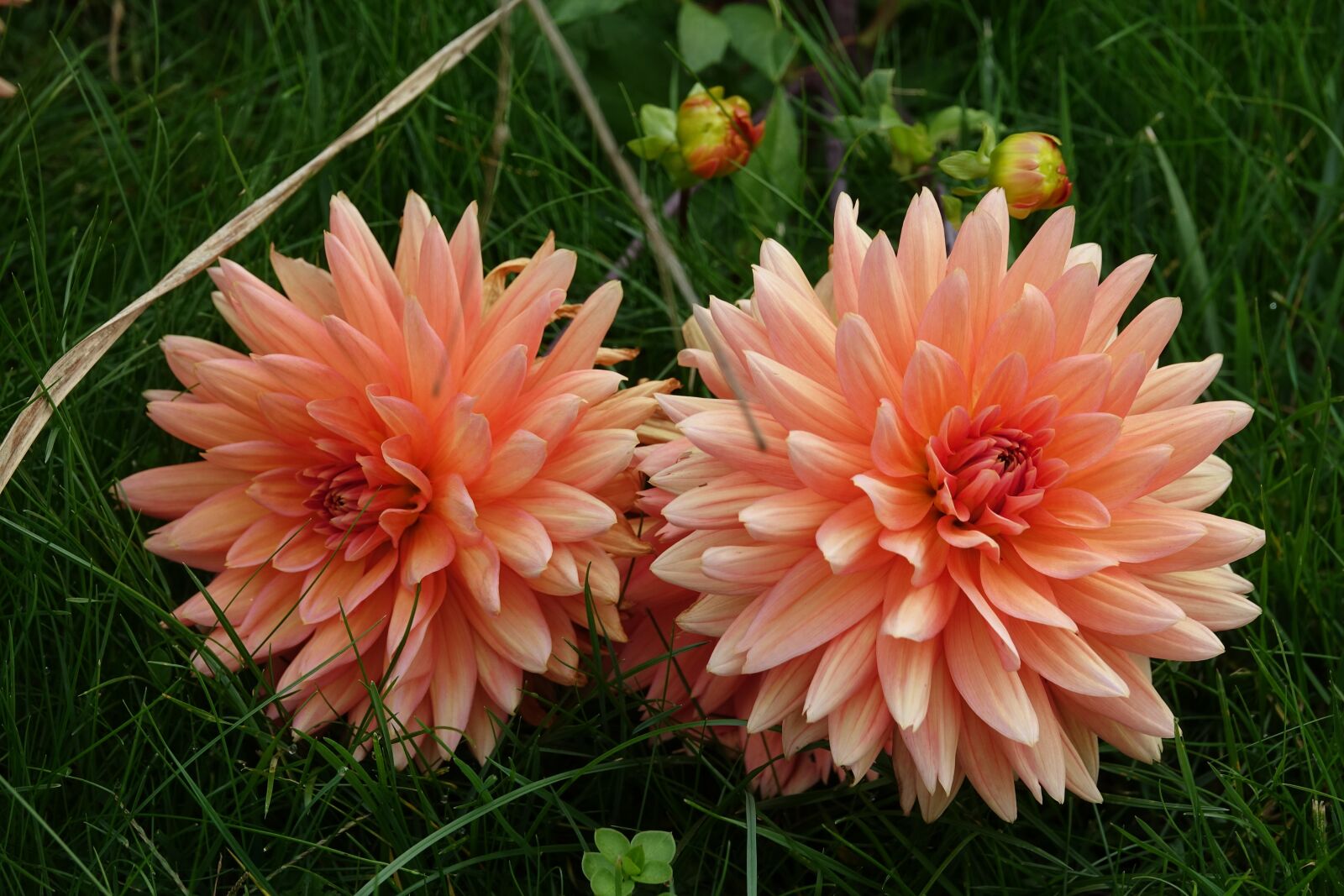 Sony Cyber-shot DSC-RX10 III sample photo. Dahlia, garden, flowering july photography