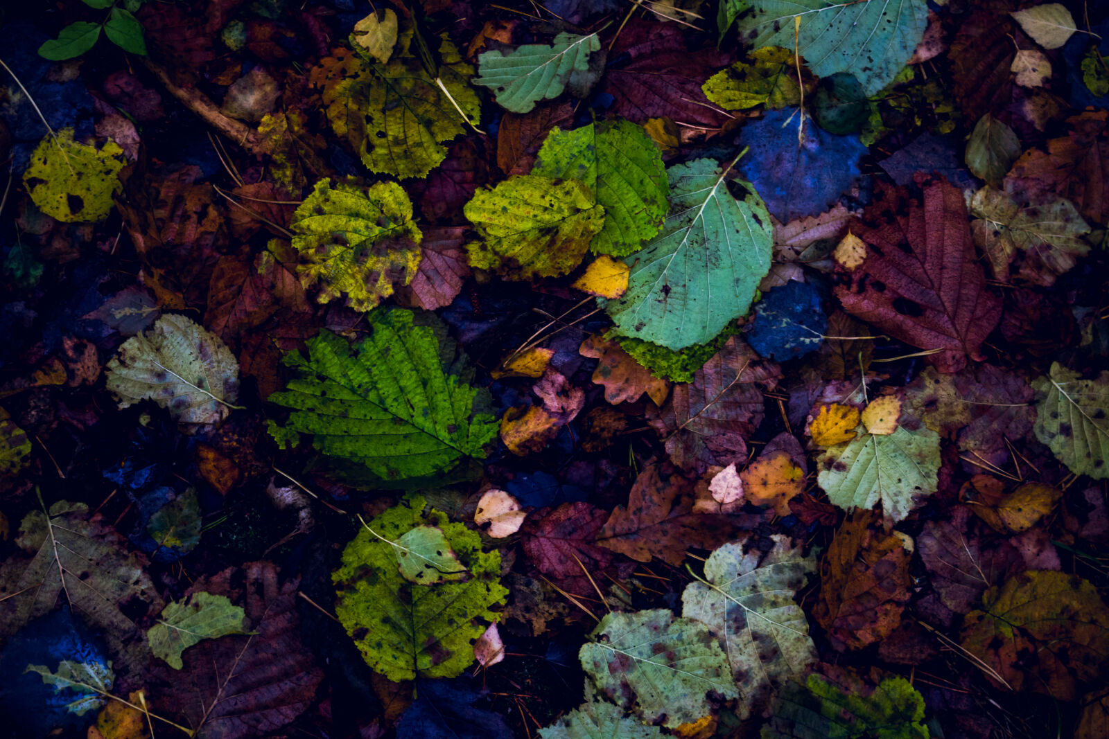 Canon EOS 700D (EOS Rebel T5i / EOS Kiss X7i) sample photo. Autumn, autumn, leaves, beautiful photography