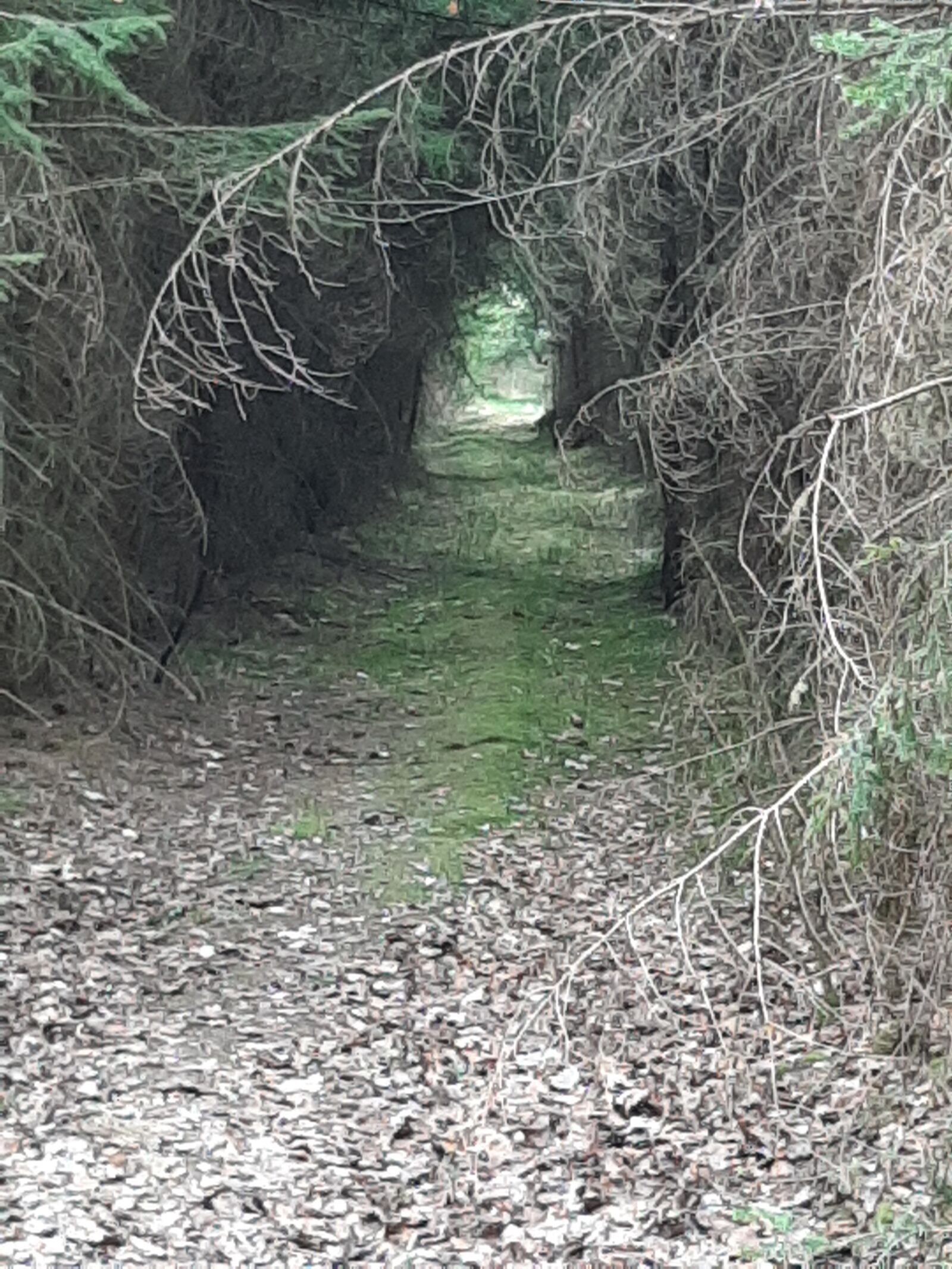 Samsung Galaxy A50 sample photo. Path, way, forest photography