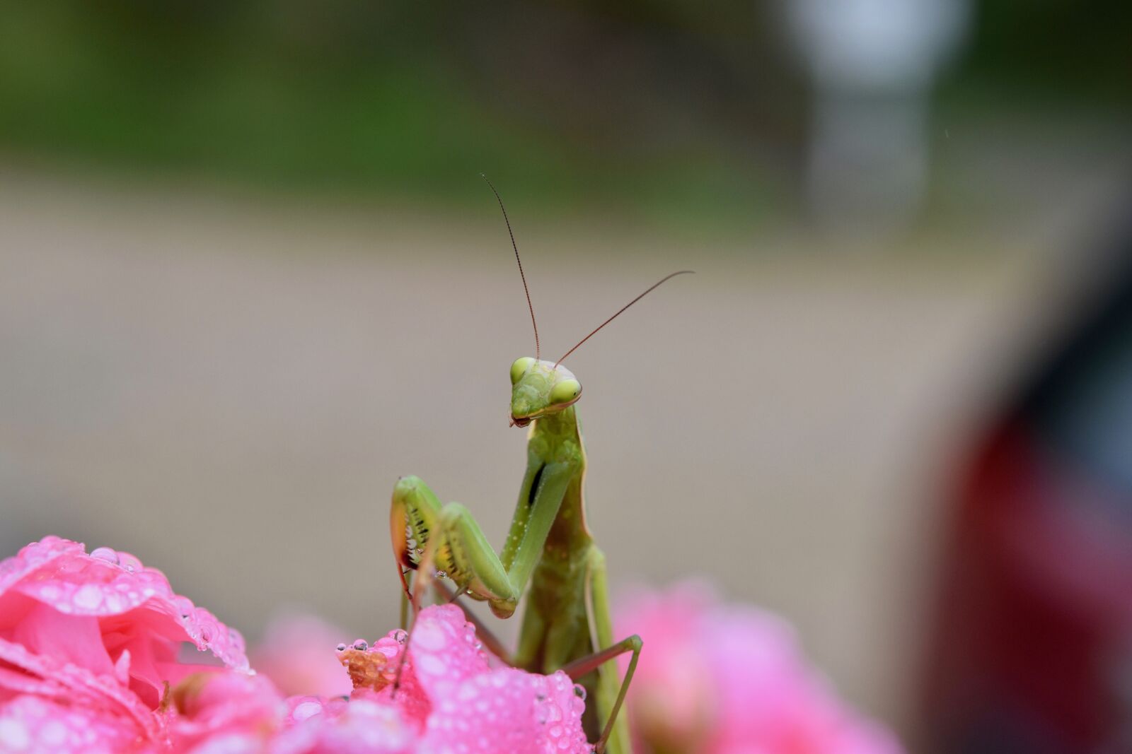 Nikon D5600 sample photo. Mantis-religious, mantis, entomology photography