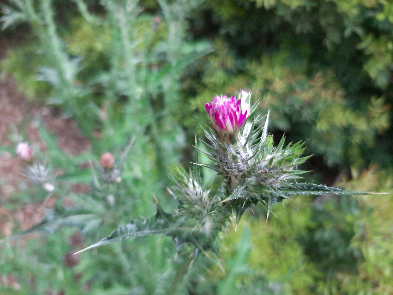 Samsung Galaxy A50 sample photo. Thistle, cardoon, cardi photography
