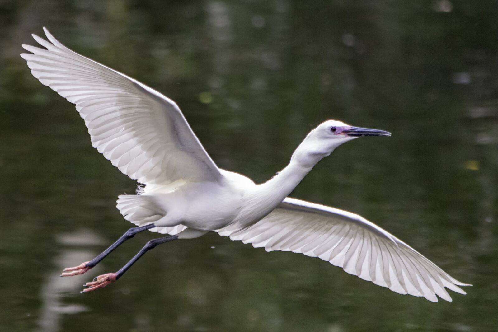Nikon D5500 sample photo. Bird, wildlife, nature photography
