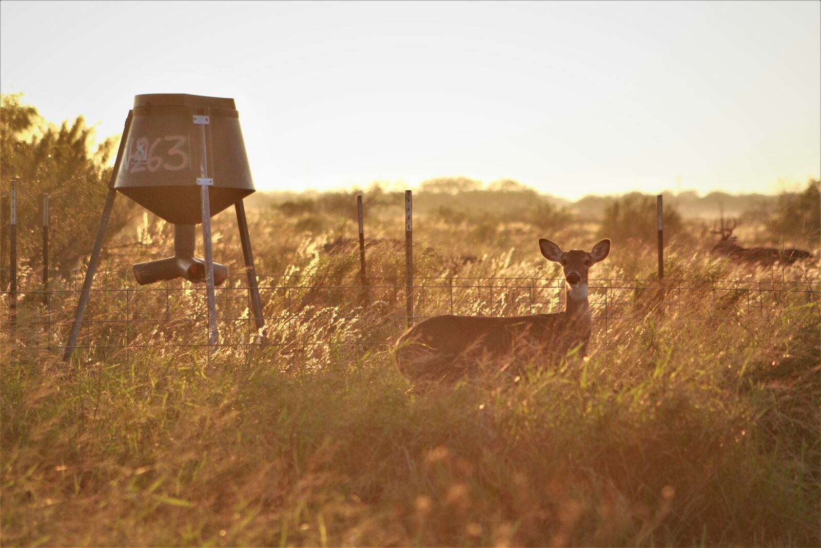 Canon EOS 60D sample photo. Doe, deer, hunts photography