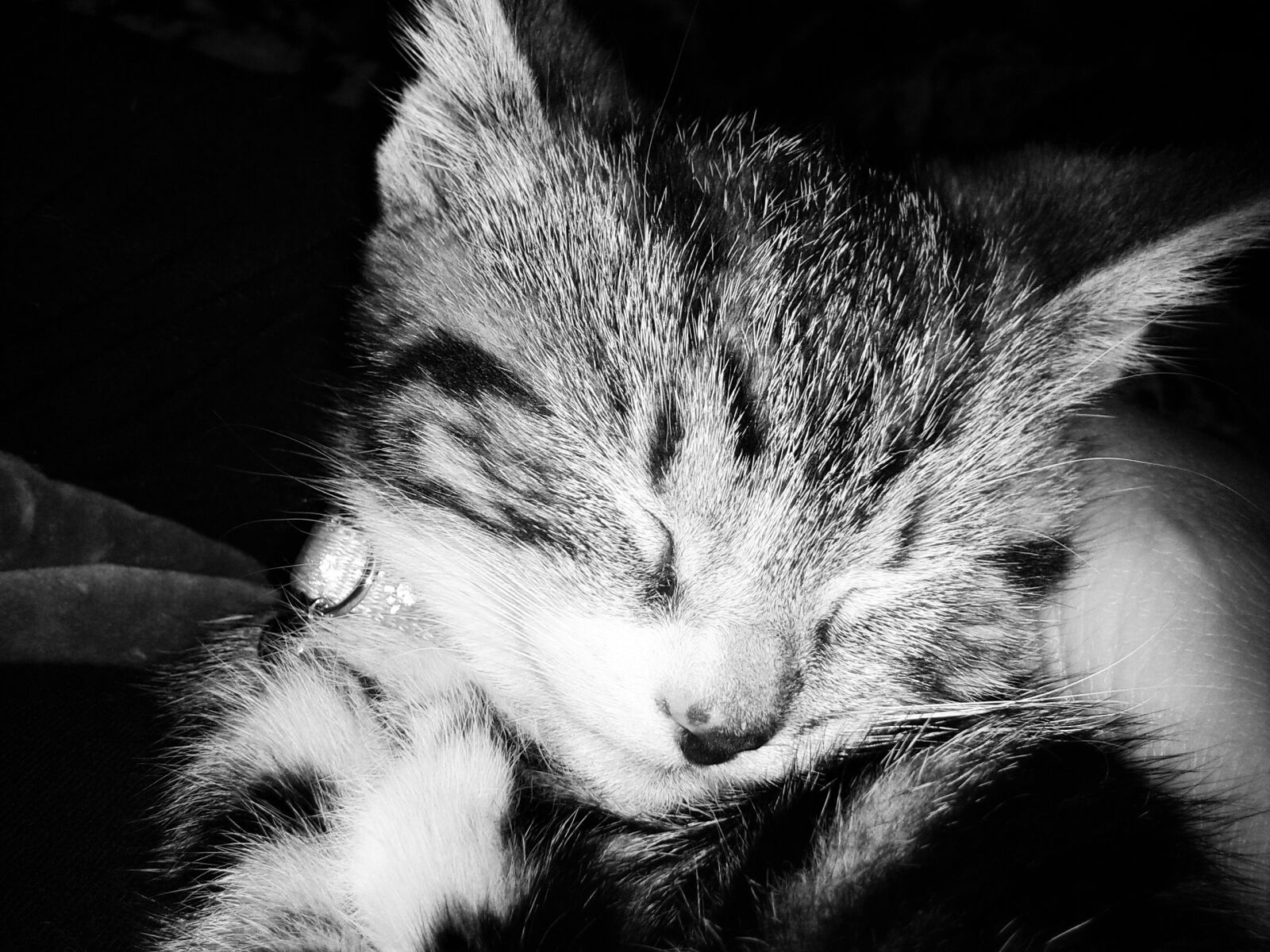 Samsung Galaxy S3 Mini sample photo. Kitten, feline, animals photography