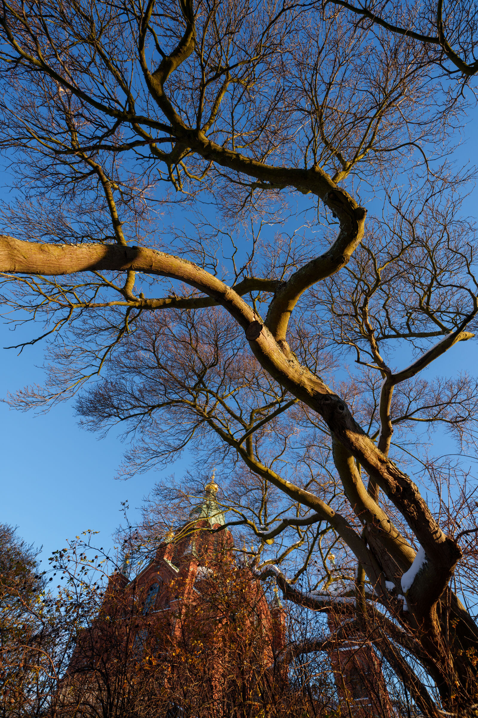 Sigma 14mm F1.4 DG DN sample photo. Reaching tree photography