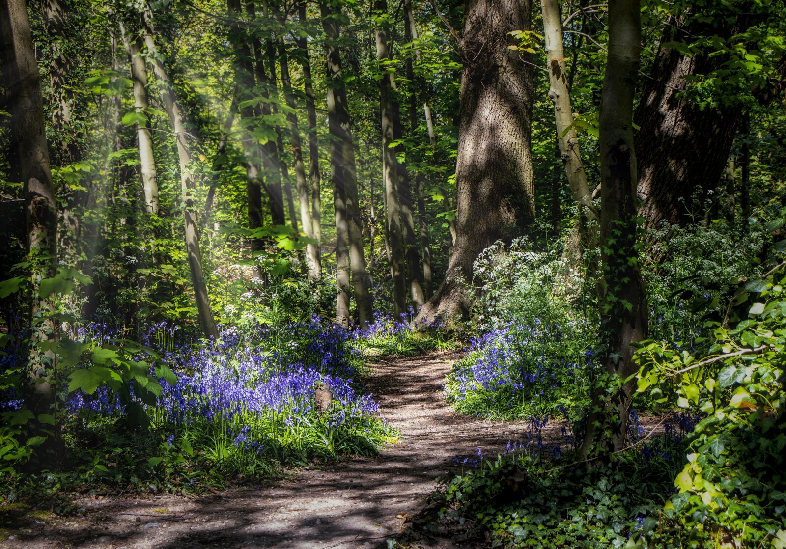 Canon EOS 800D (EOS Rebel T7i / EOS Kiss X9i) sample photo. Forest, flowers, path photography
