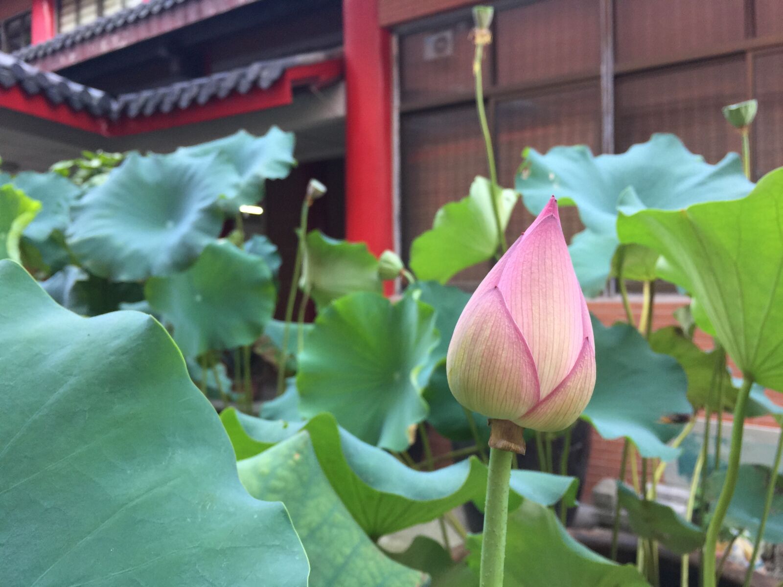 iPhone 6 Plus back camera 4.15mm f/2.2 sample photo. Religion, buddha, lotus photography