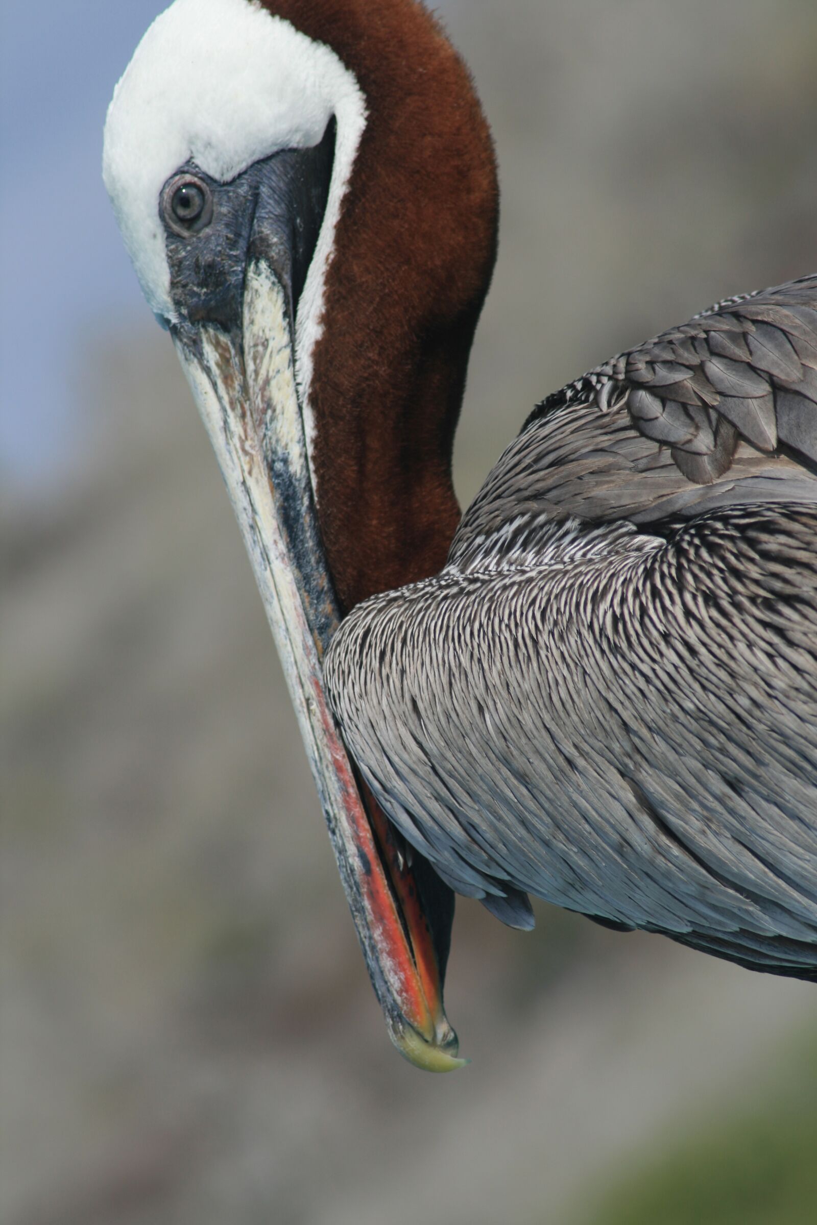 Canon EOS 400D (EOS Digital Rebel XTi / EOS Kiss Digital X) sample photo. Galapagos, bird, ecuador photography