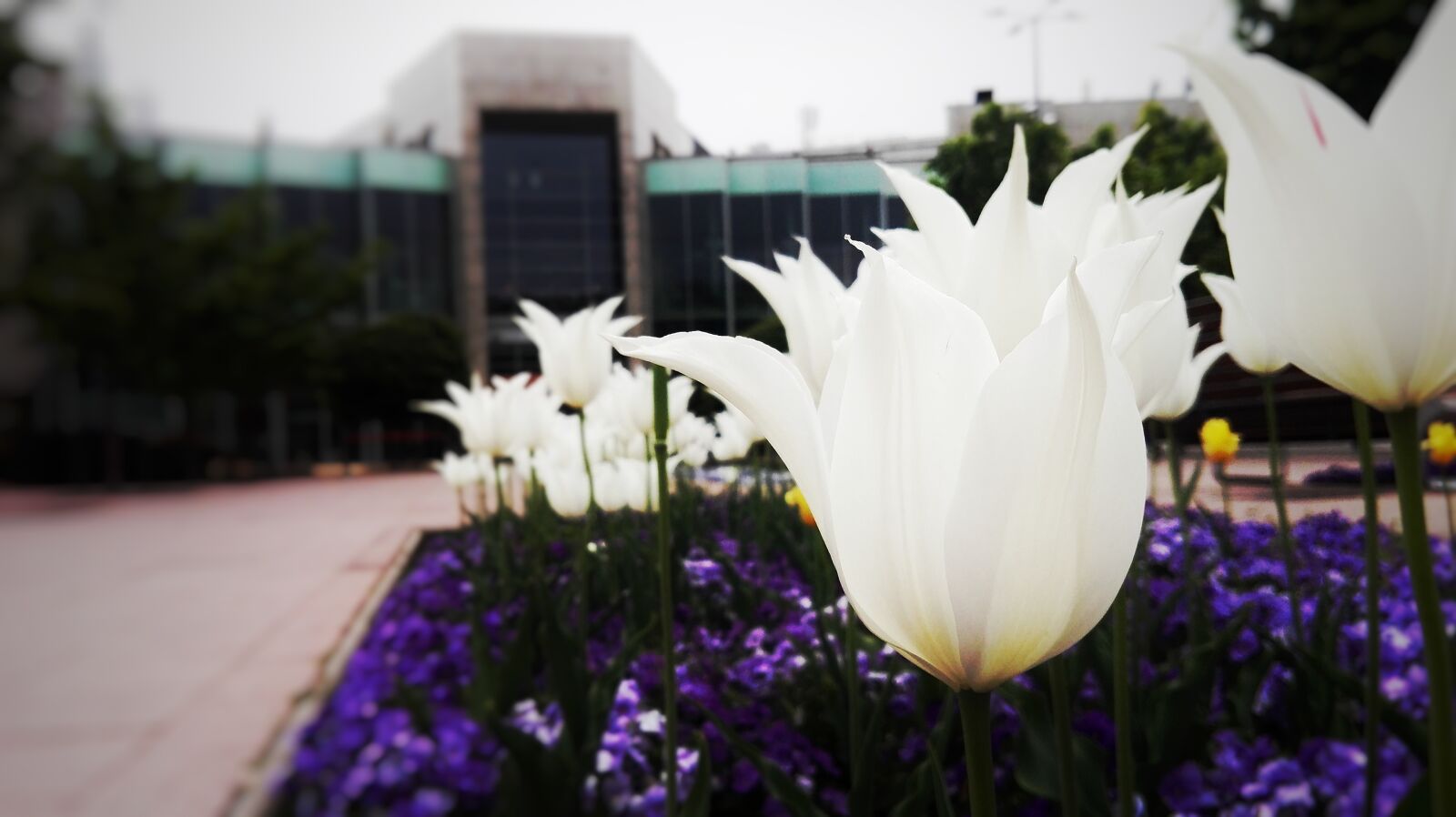 HUAWEI P8 Lite sample photo. Tulips photography