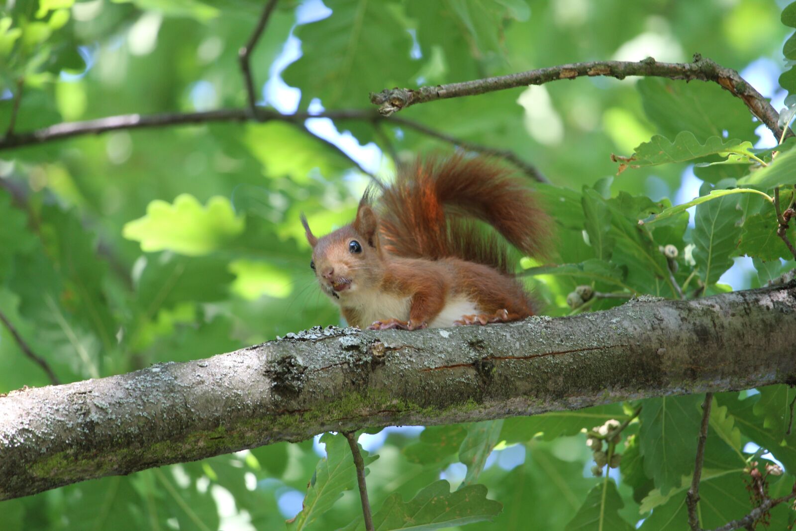 Canon EF-S 55-250mm F4-5.6 IS STM sample photo. Squirrel, small animal, nager photography