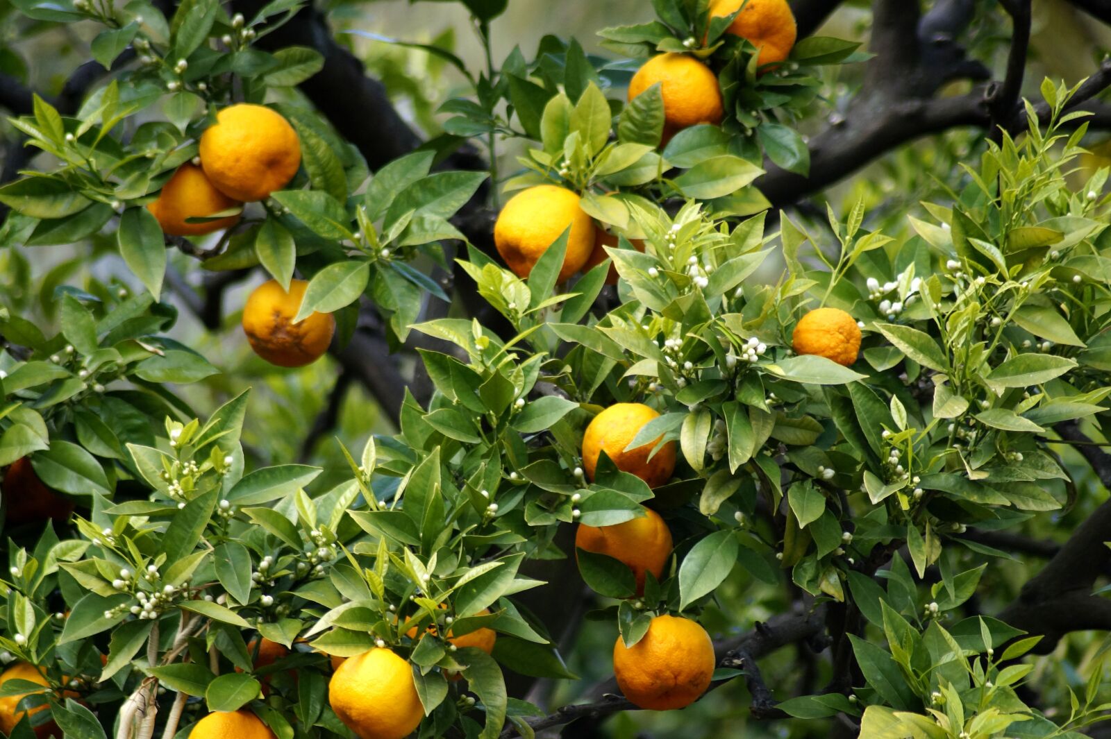 Sony SLT-A58 sample photo. Oranges, fruits, flowers photography