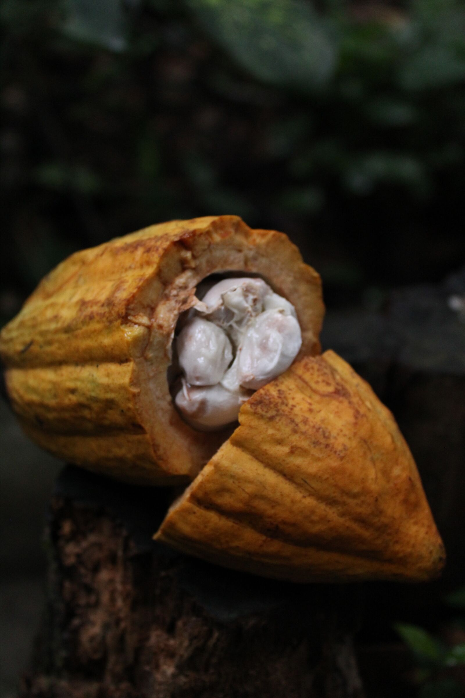 Canon EOS 1200D (EOS Rebel T5 / EOS Kiss X70 / EOS Hi) sample photo. Cocoa, nature, chocolate photography