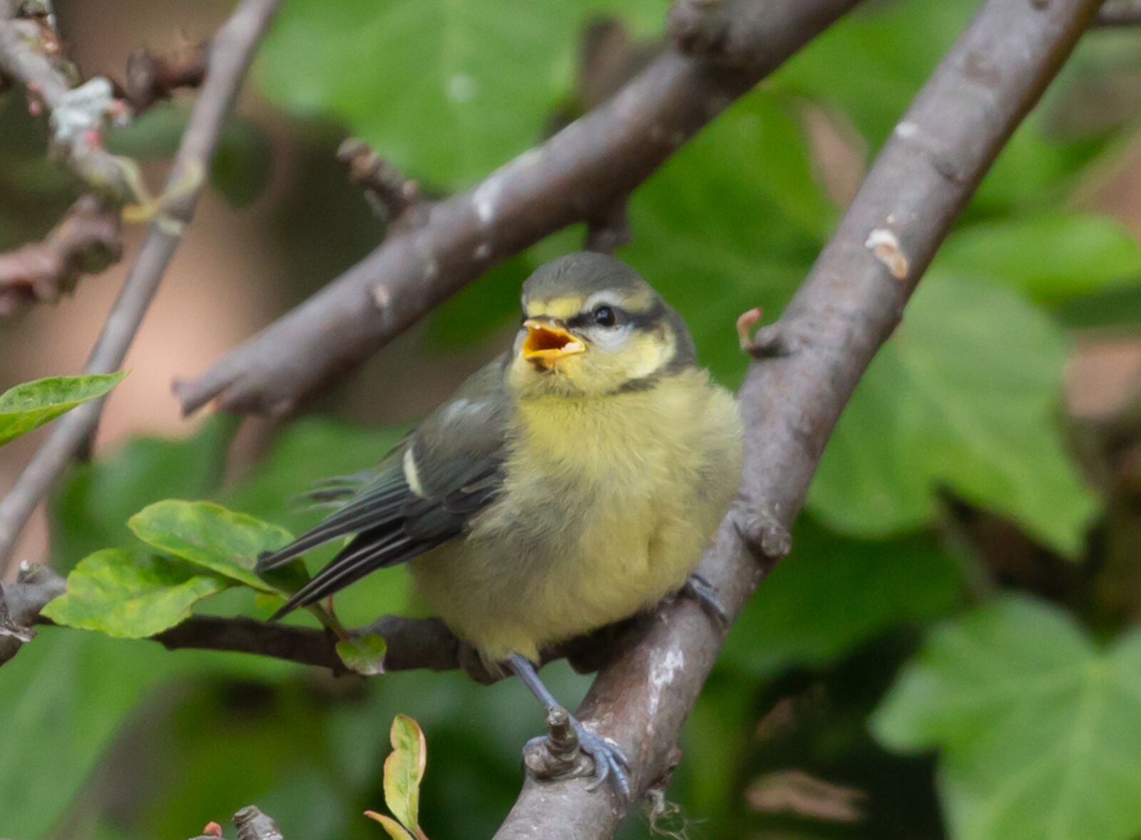 Canon EOS 5D Mark III sample photo. Fledgling blue tit, baby photography
