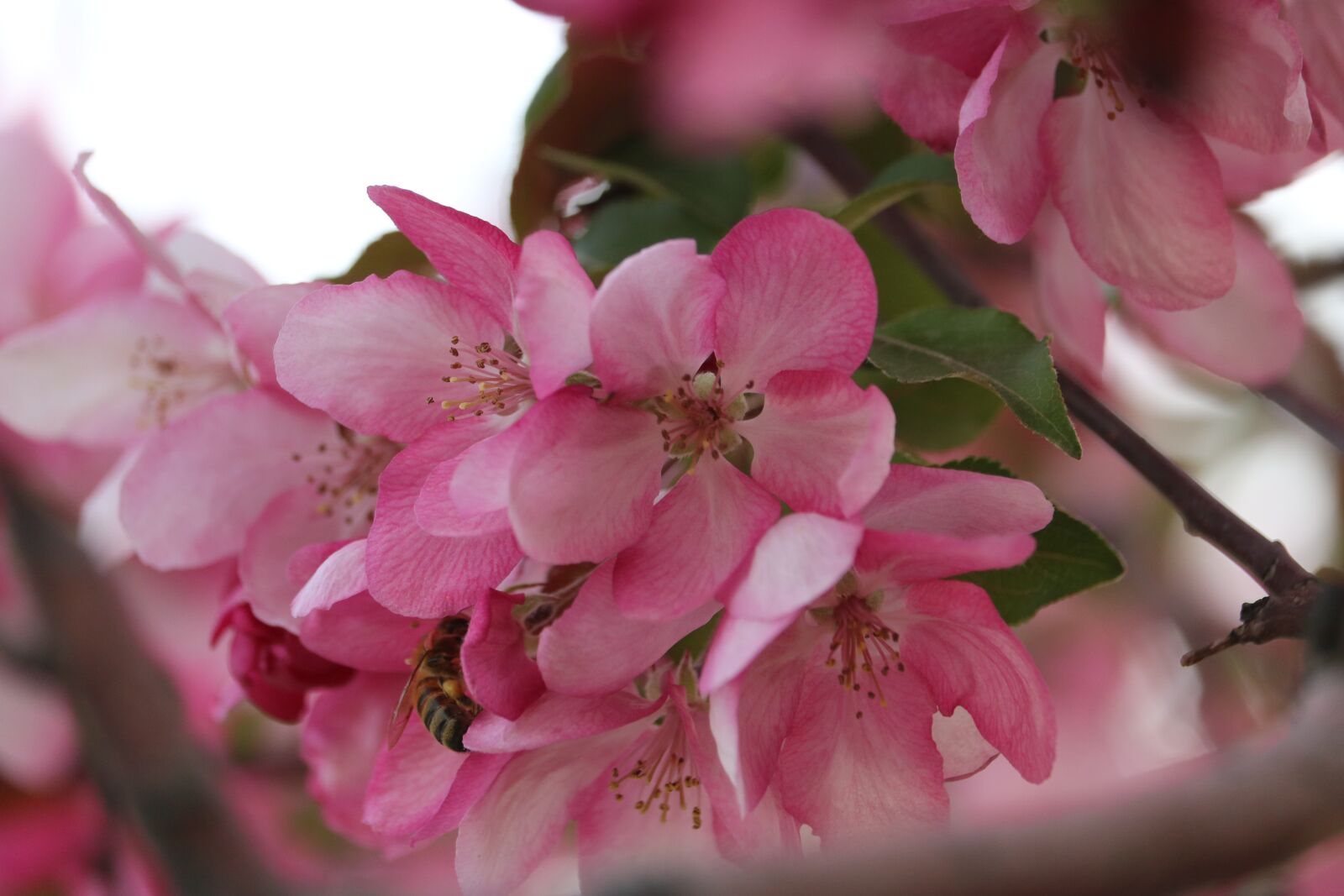 Canon EOS 760D (EOS Rebel T6s / EOS 8000D) sample photo. Pink, flower, pink flowers photography
