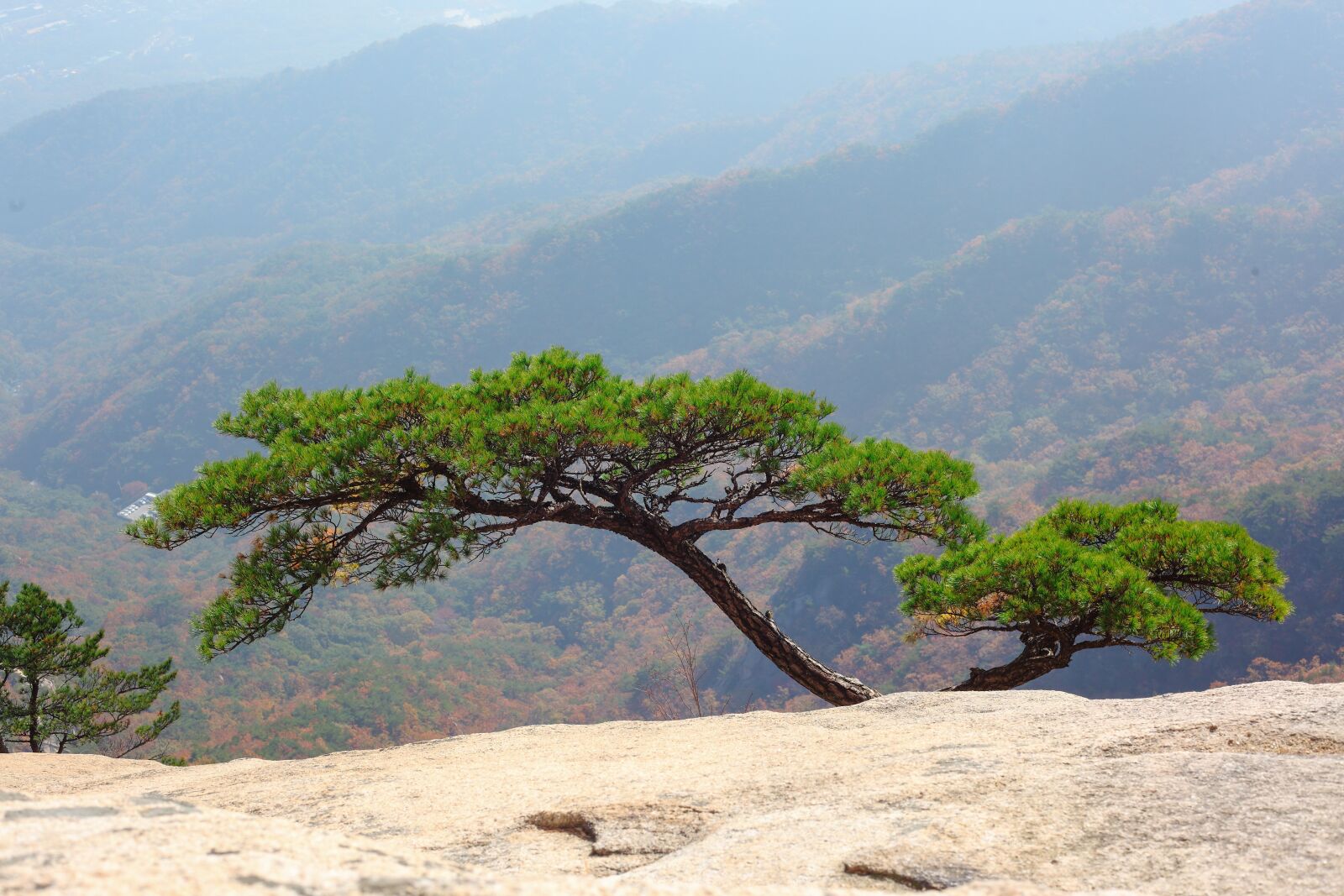 Canon EOS 5D Mark II sample photo. Mountain, rock, pine photography