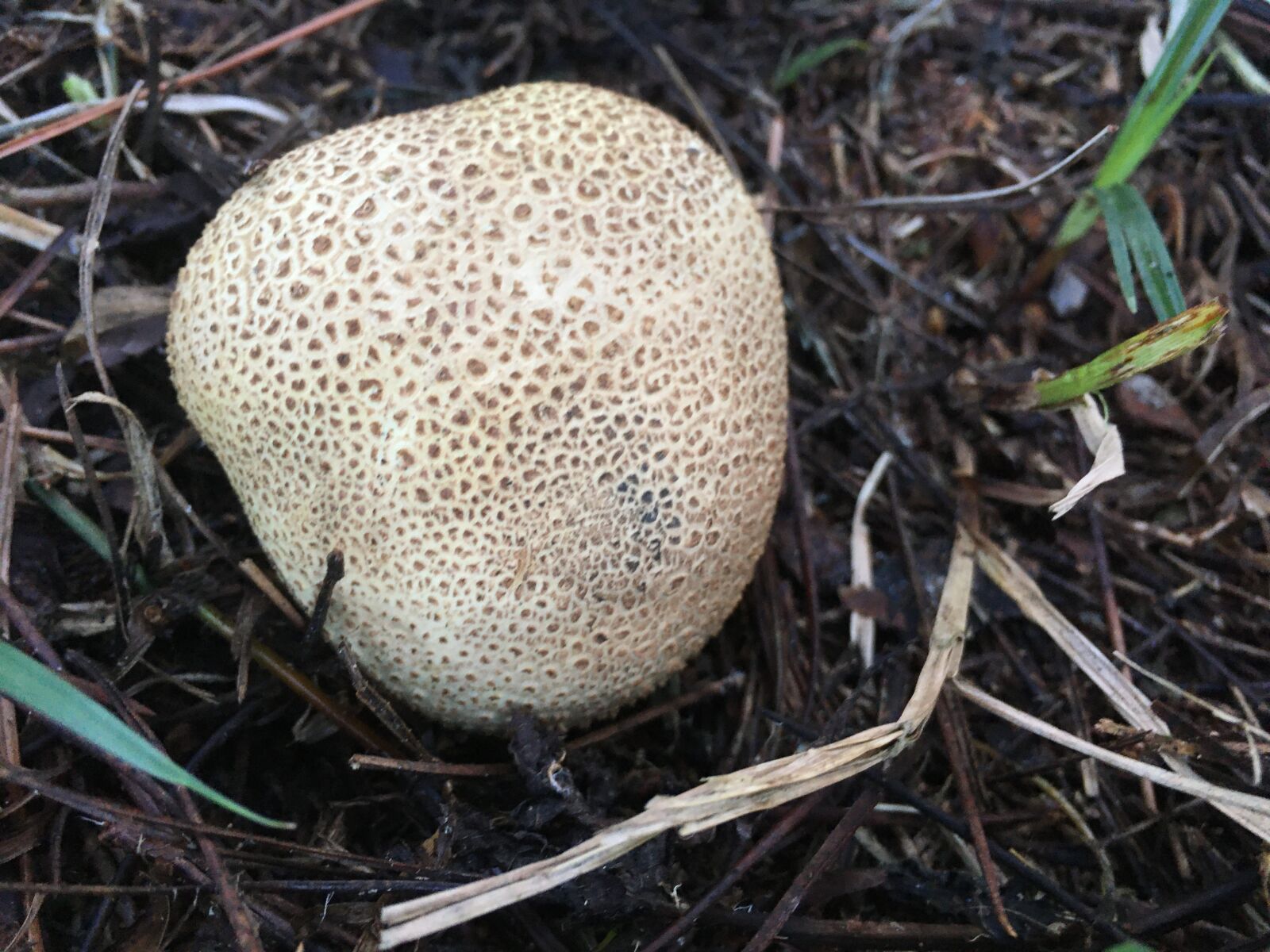 iPhone SE back camera 4.15mm f/2.2 sample photo. Mushroom, fungus, mushrooms photography