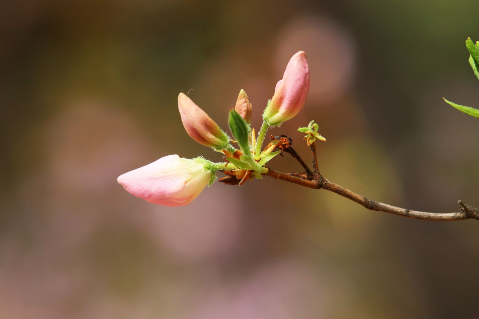 Canon EF 70-200mm F2.8L USM sample photo. Spring, azalea, flowers photography