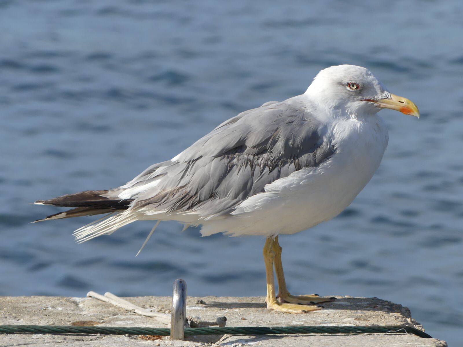 Panasonic Lumix DMC-FZ300 sample photo. Bird, animal world, sea photography