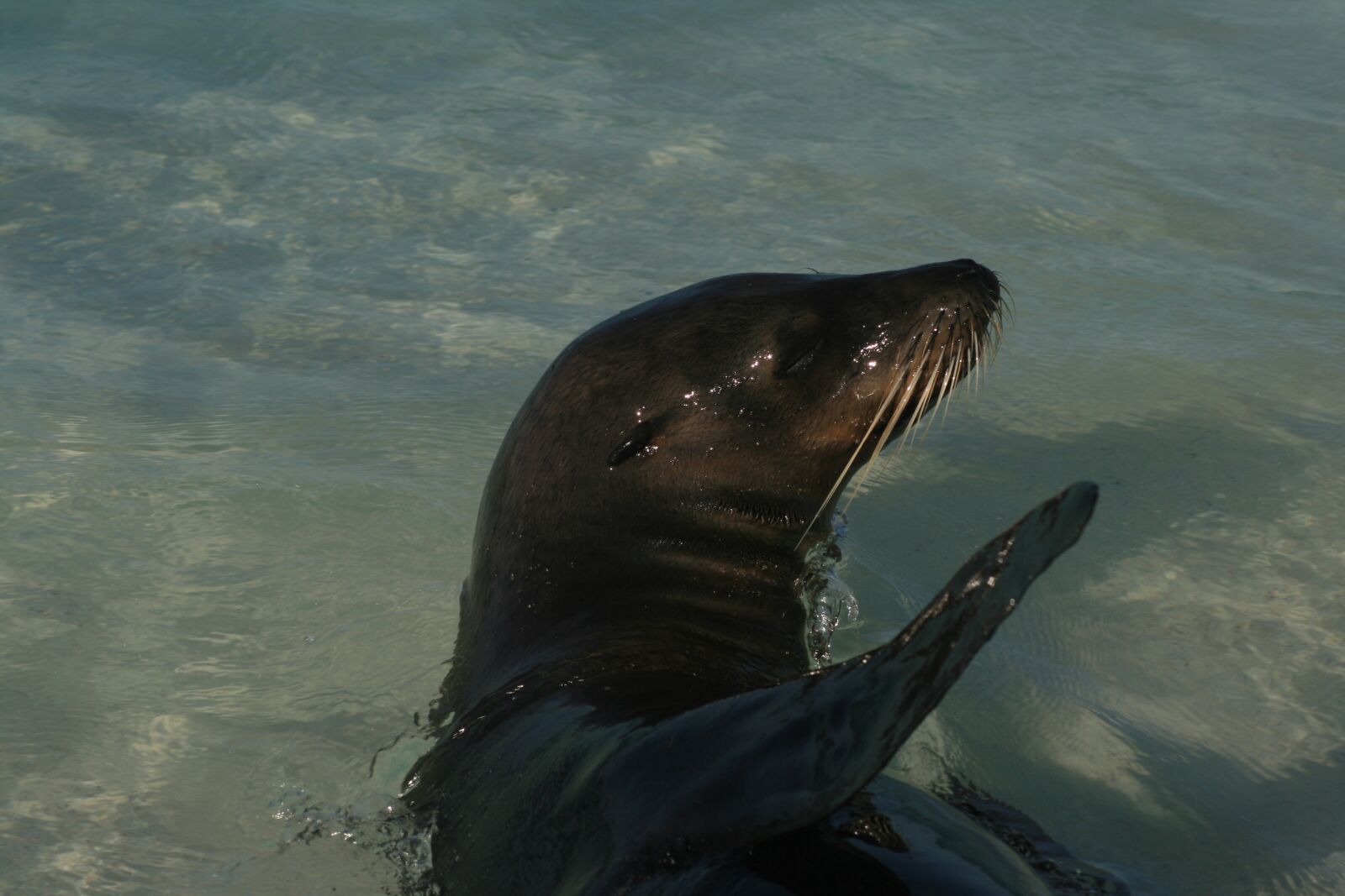 Canon EOS 400D (EOS Digital Rebel XTi / EOS Kiss Digital X) sample photo. Galapagos, seal, ecuador photography