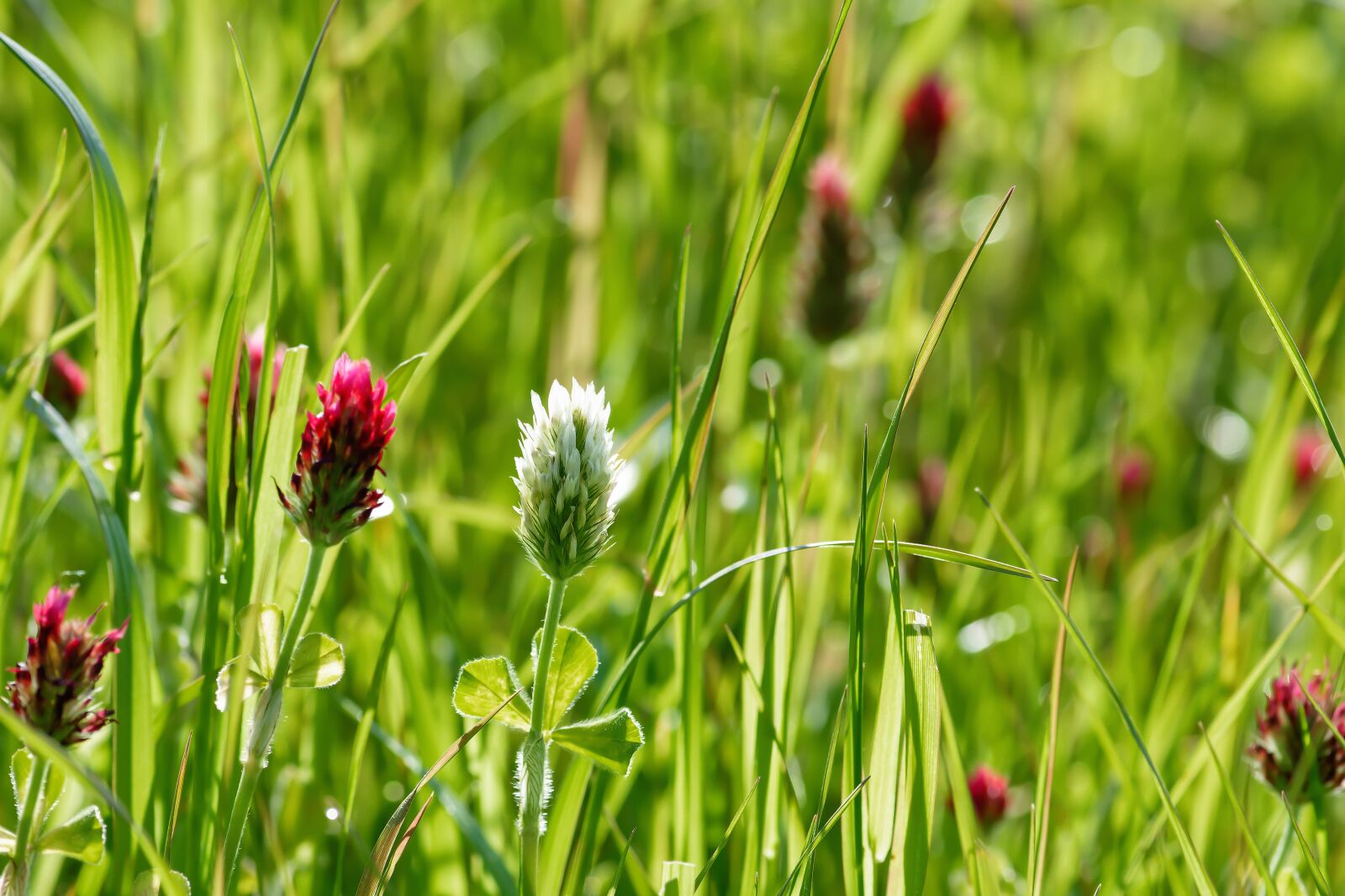 Nikon D7200 sample photo. Klee, meadow, rose clover photography