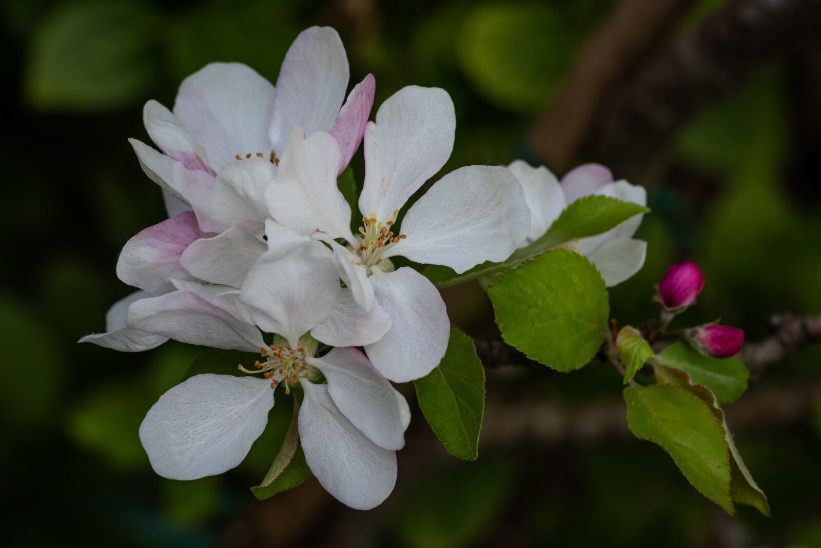 Nikon D810 sample photo. Apple blossom, flowers, spring photography