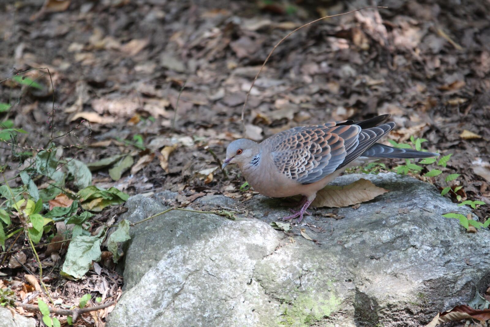 Canon EOS 650D (EOS Rebel T4i / EOS Kiss X6i) sample photo. New, pigeon, mountain dove photography