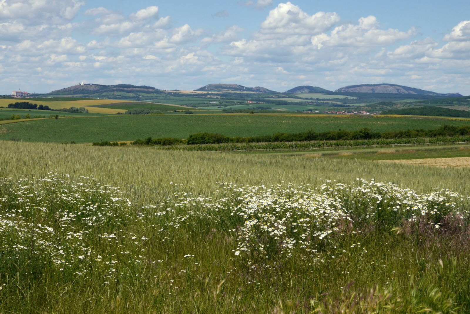 Panasonic Lumix DMC-G6 sample photo. Pálava, mikulov, flowers photography