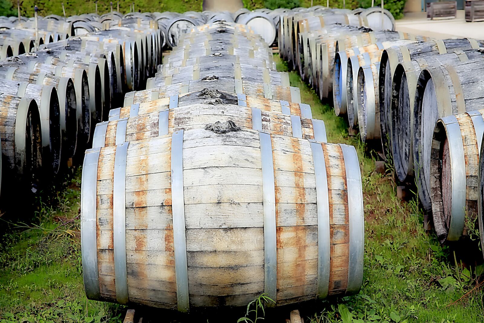 Canon EOS 5D Mark III sample photo. Cave, wine, barrels photography