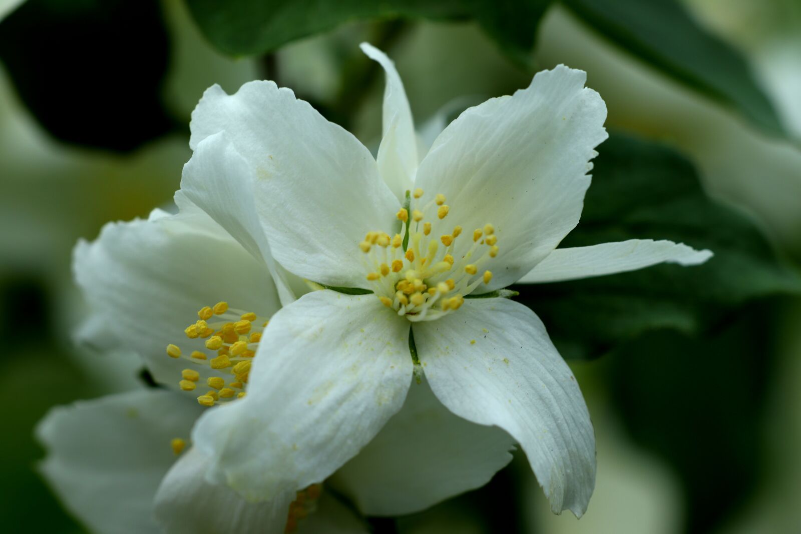 Canon EOS 200D (EOS Rebel SL2 / EOS Kiss X9) sample photo. Flowers, macro, nature photography