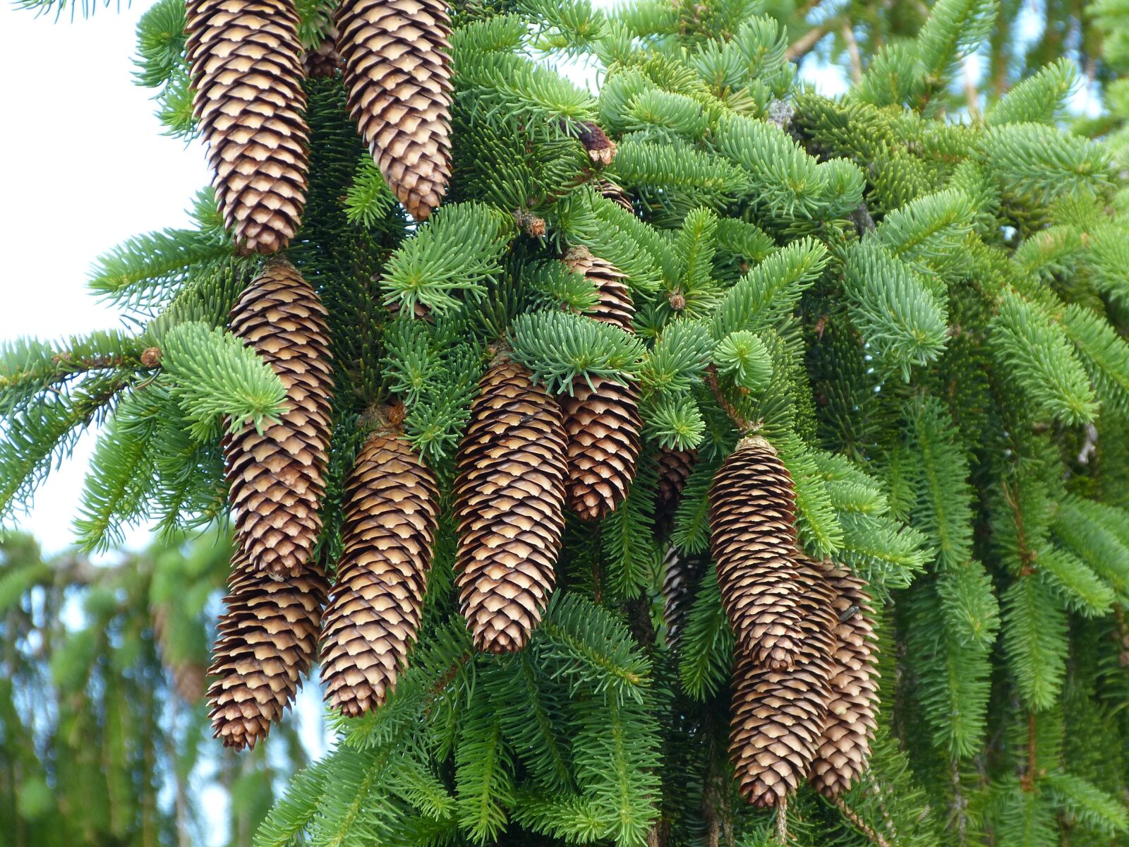 Panasonic Lumix DMC-FZ150 sample photo. Pinecone, nature, coniferous trees photography