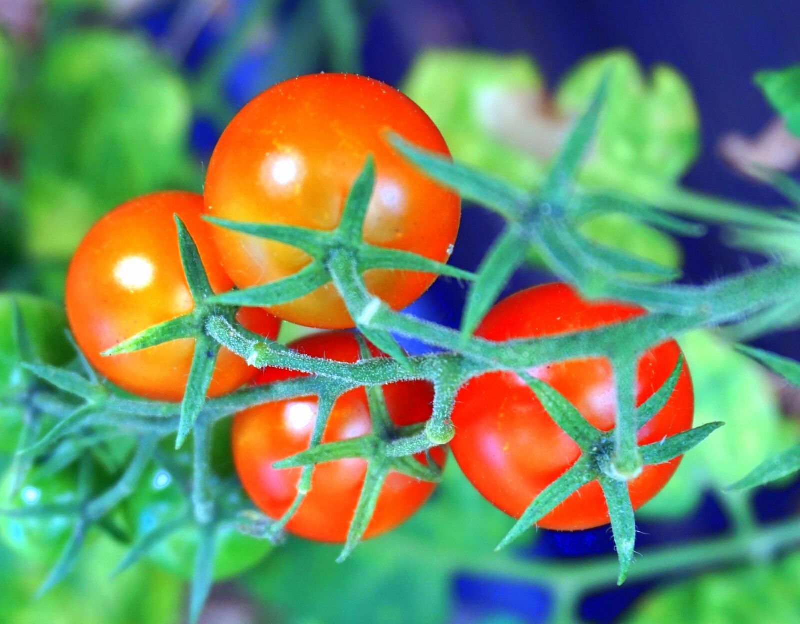Sony Alpha a5000 (ILCE 5000) sample photo. Food, vegetables, tomatoes photography