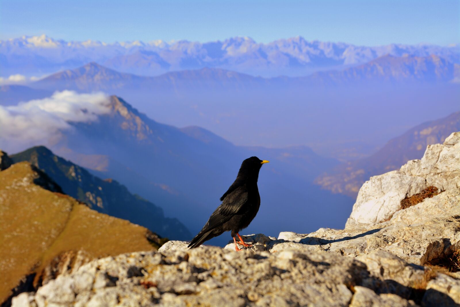 Nikon D7100 sample photo. Merlo, bird, mountain photography