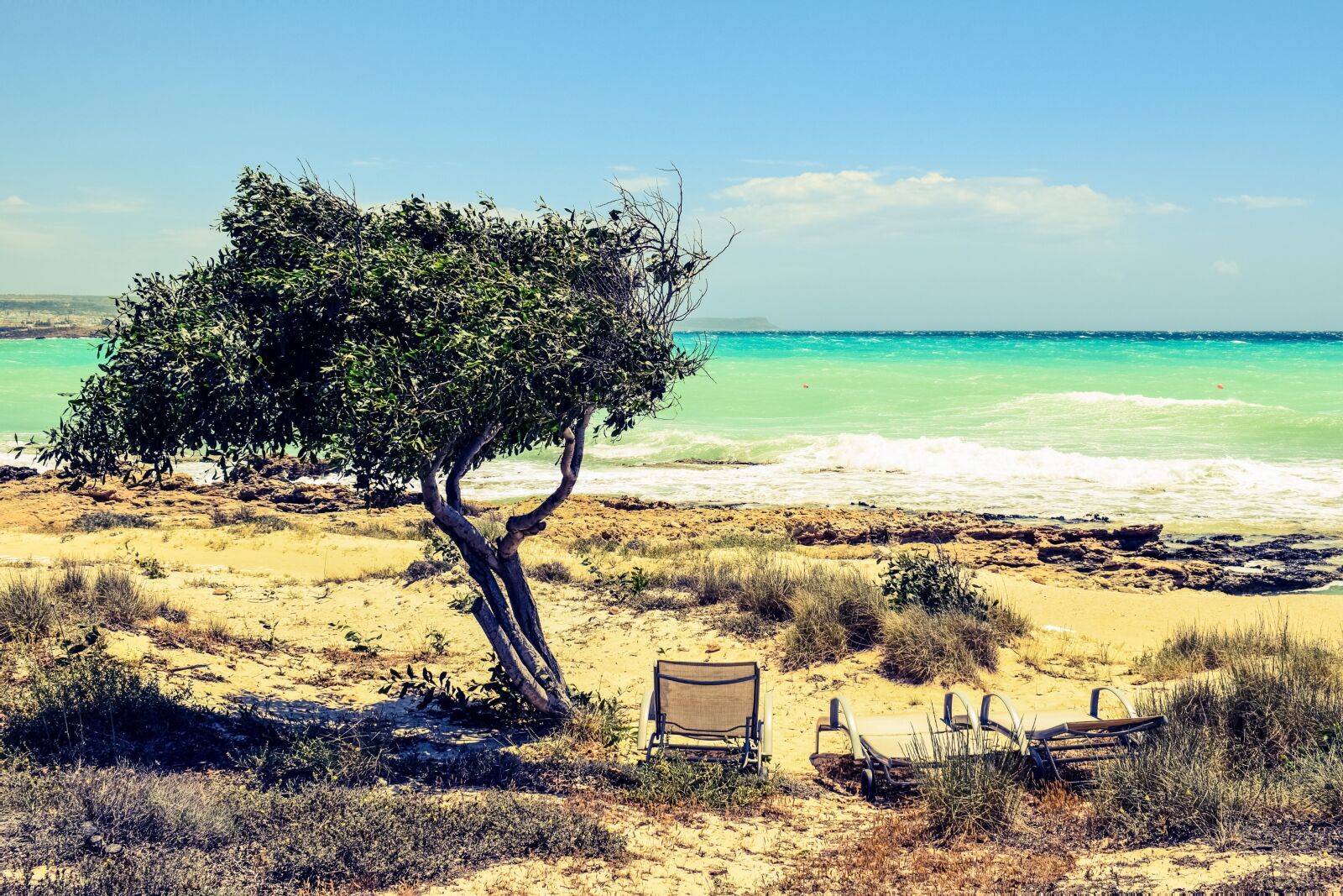 Nikon D3300 sample photo. Tree, dunes, seaside photography