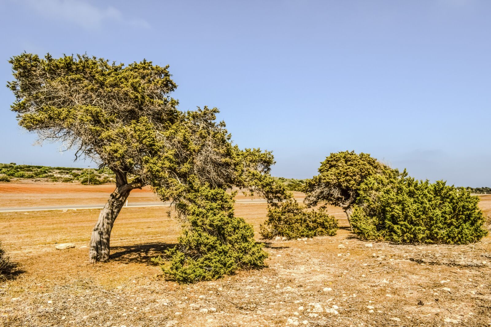 Nikon D3300 sample photo. Juniperus phoenicea, juniper, tree photography