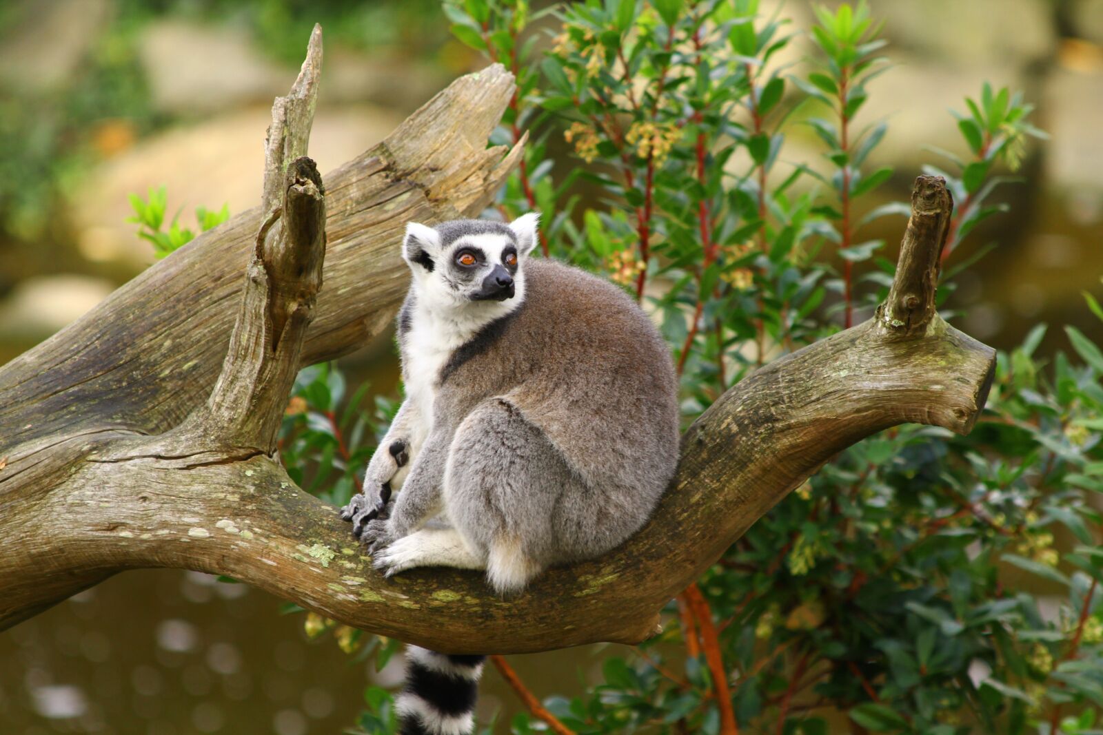 Canon EOS 60D + Canon EF 70-300mm F4-5.6 IS USM sample photo. Lemur, zoo, primate photography