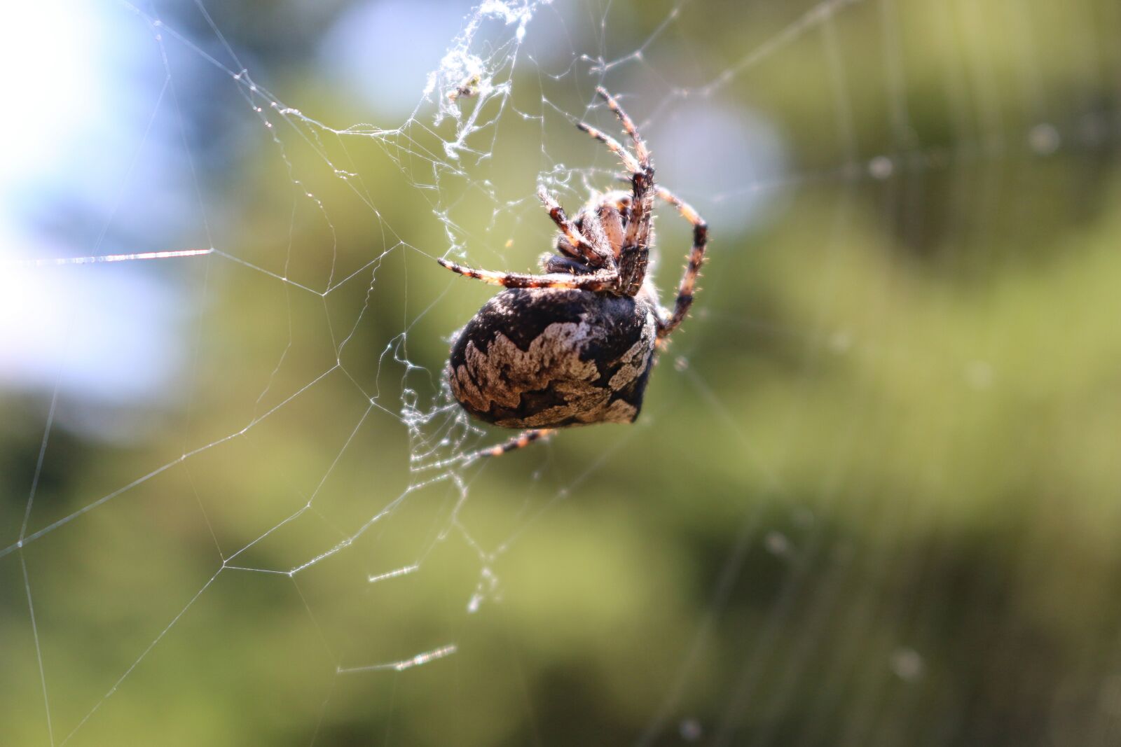 Canon EOS 70D sample photo. Spider, araneus, close up photography