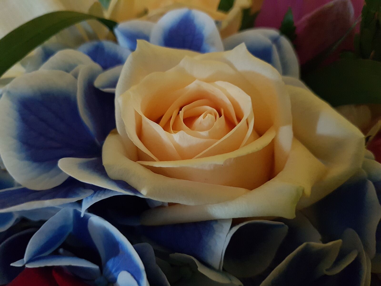 Samsung Galaxy S7 Edge sample photo. Flowers, rosa, bouquet photography