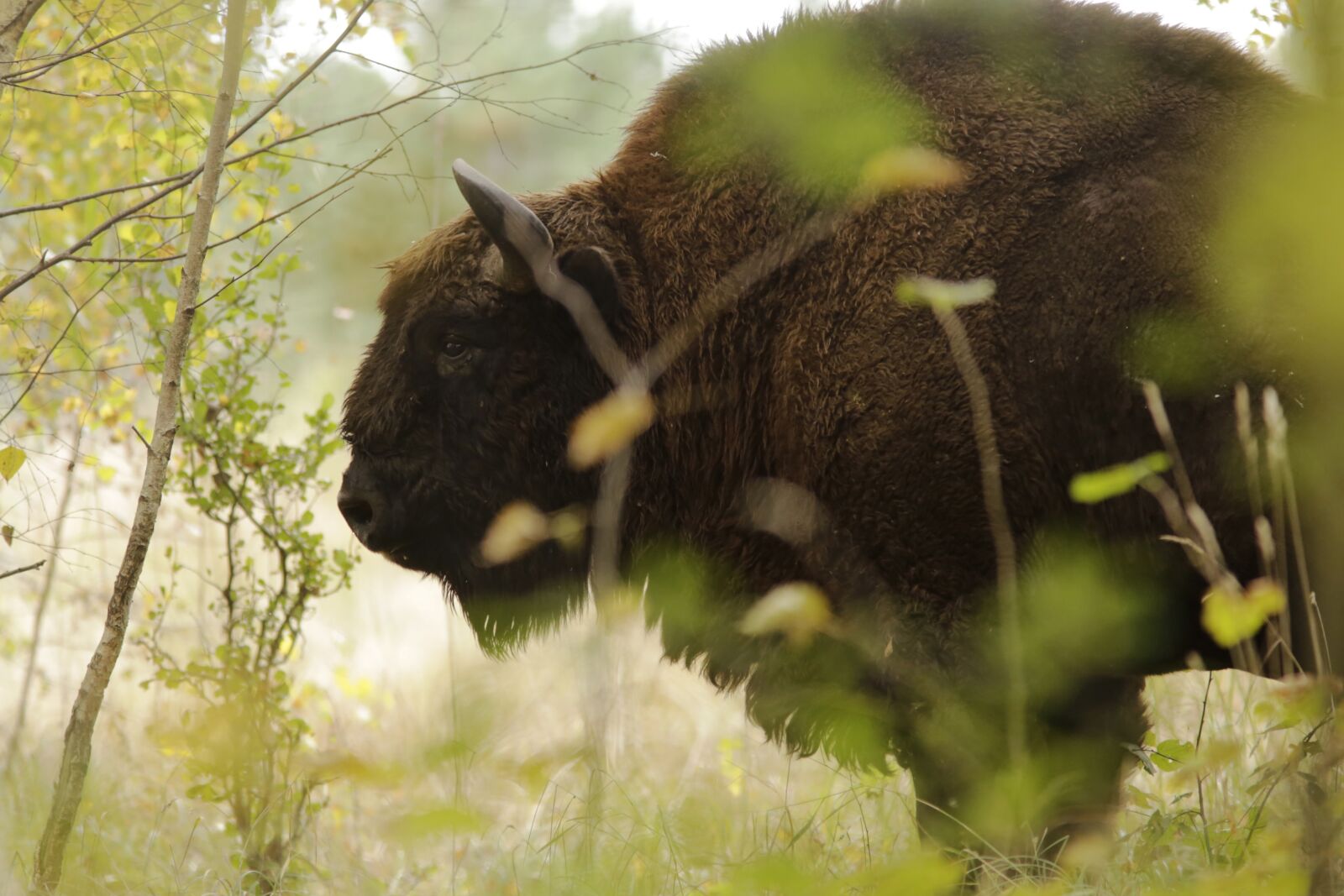 Canon EOS 6D sample photo. Brown, buffalo, closeup, photography photography
