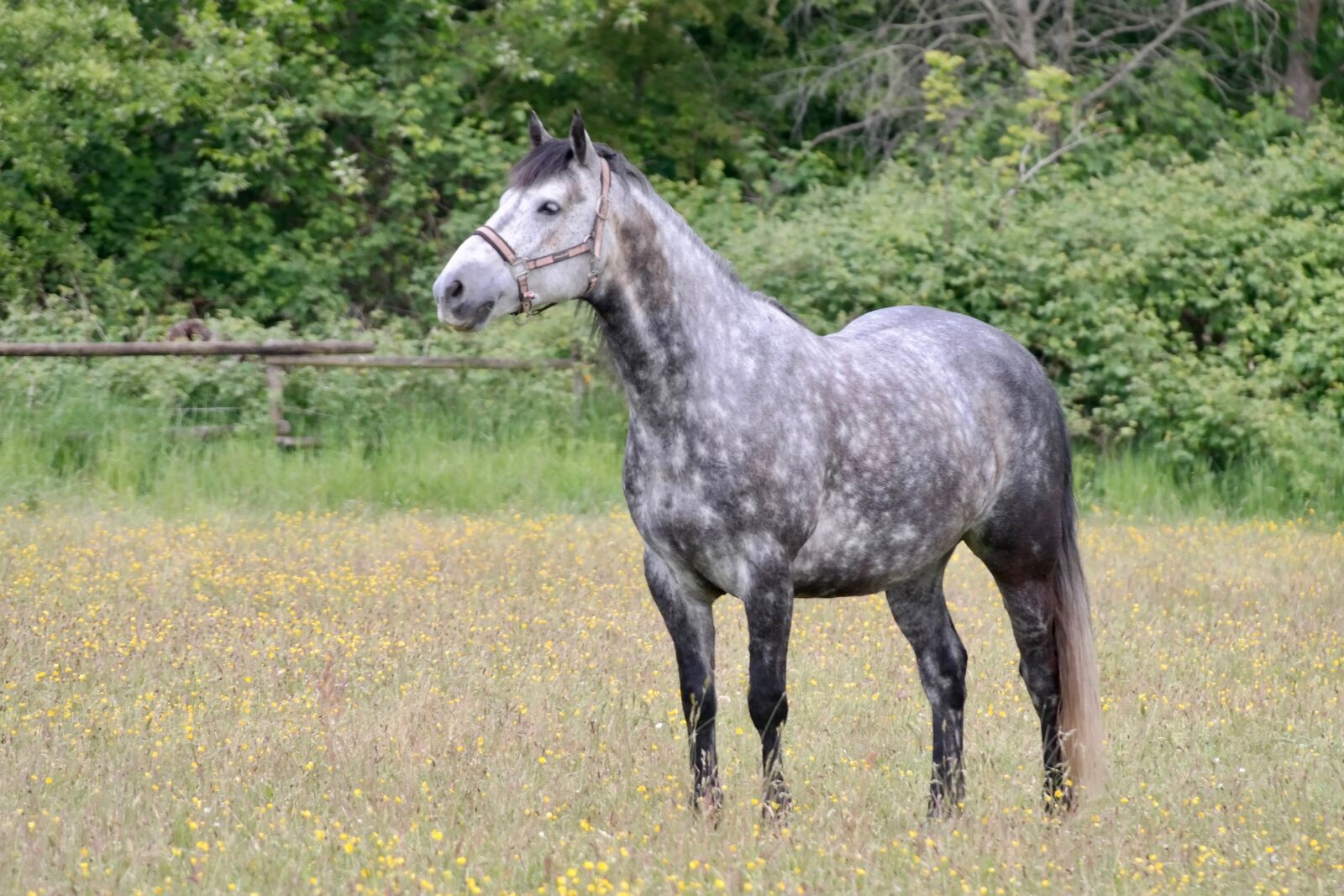 Samsung NX300 sample photo. Dapple, horse, mold photography