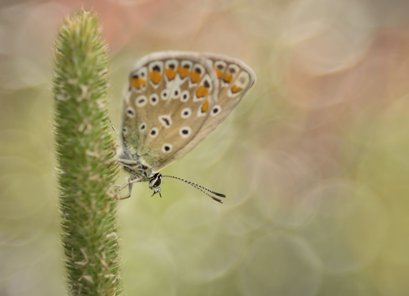 Sony SLT-A77 + 105mm F2.8 sample photo. Common blue, butterfly, common photography
