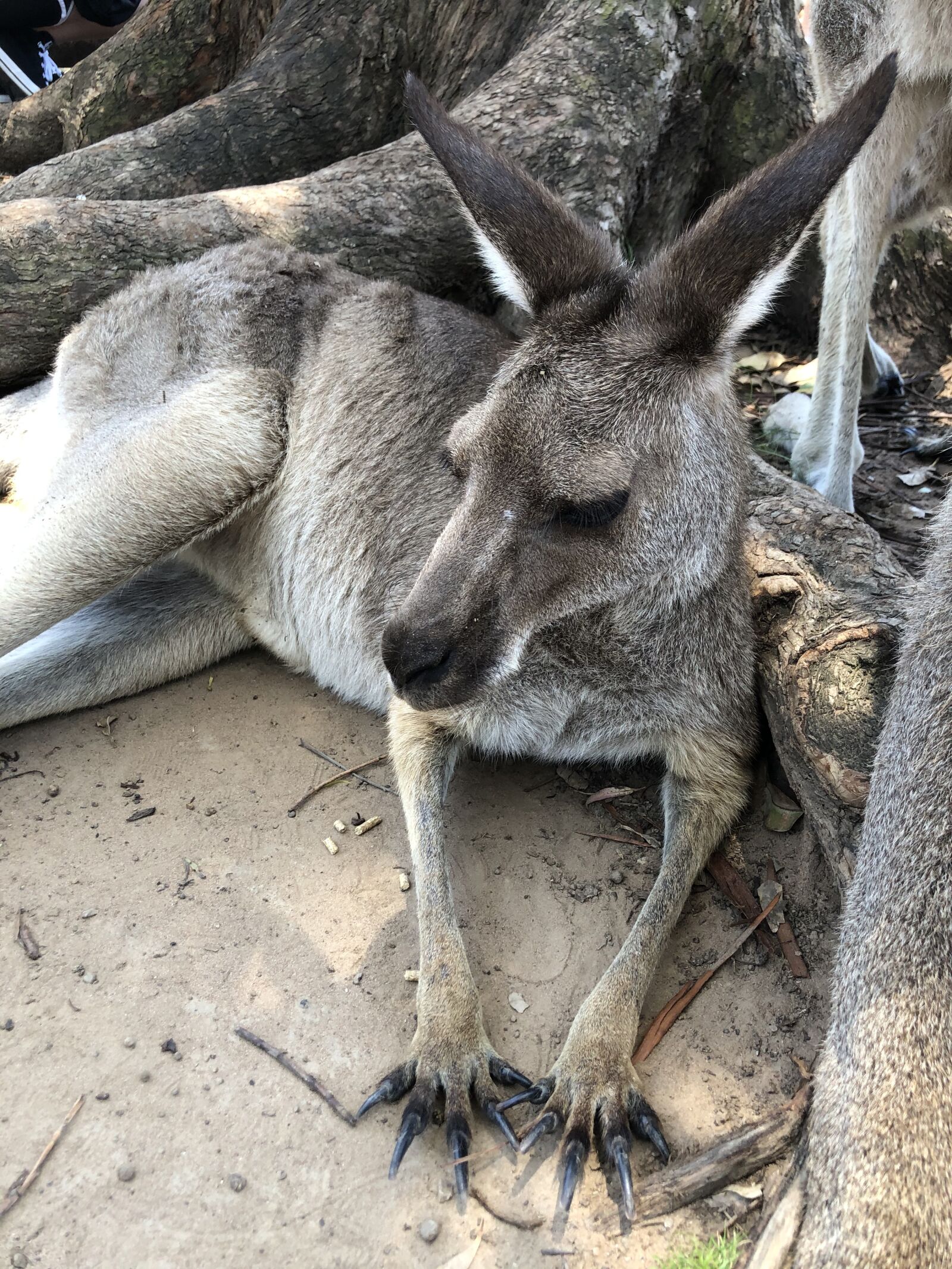 Apple iPhone 8 Plus sample photo. Kangaroo, australia, animal photography