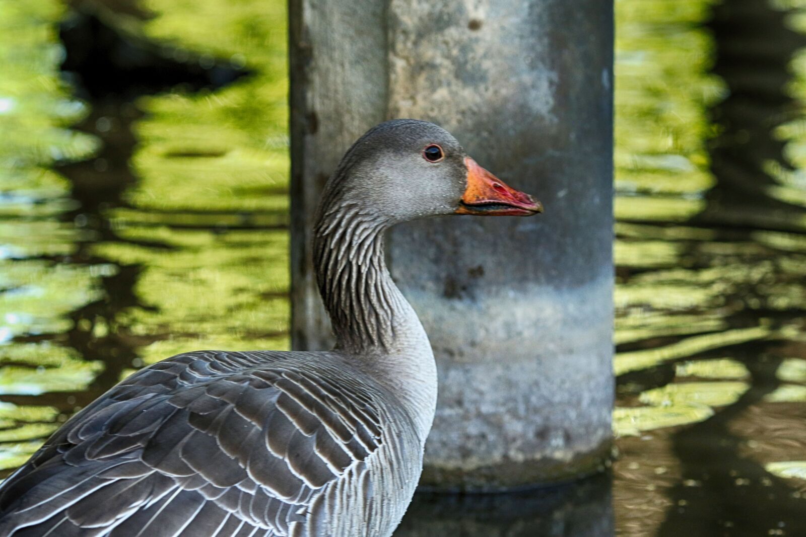 Canon EOS 7D Mark II + Canon EF 135mm F2L USM sample photo. Bird, lake, water photography