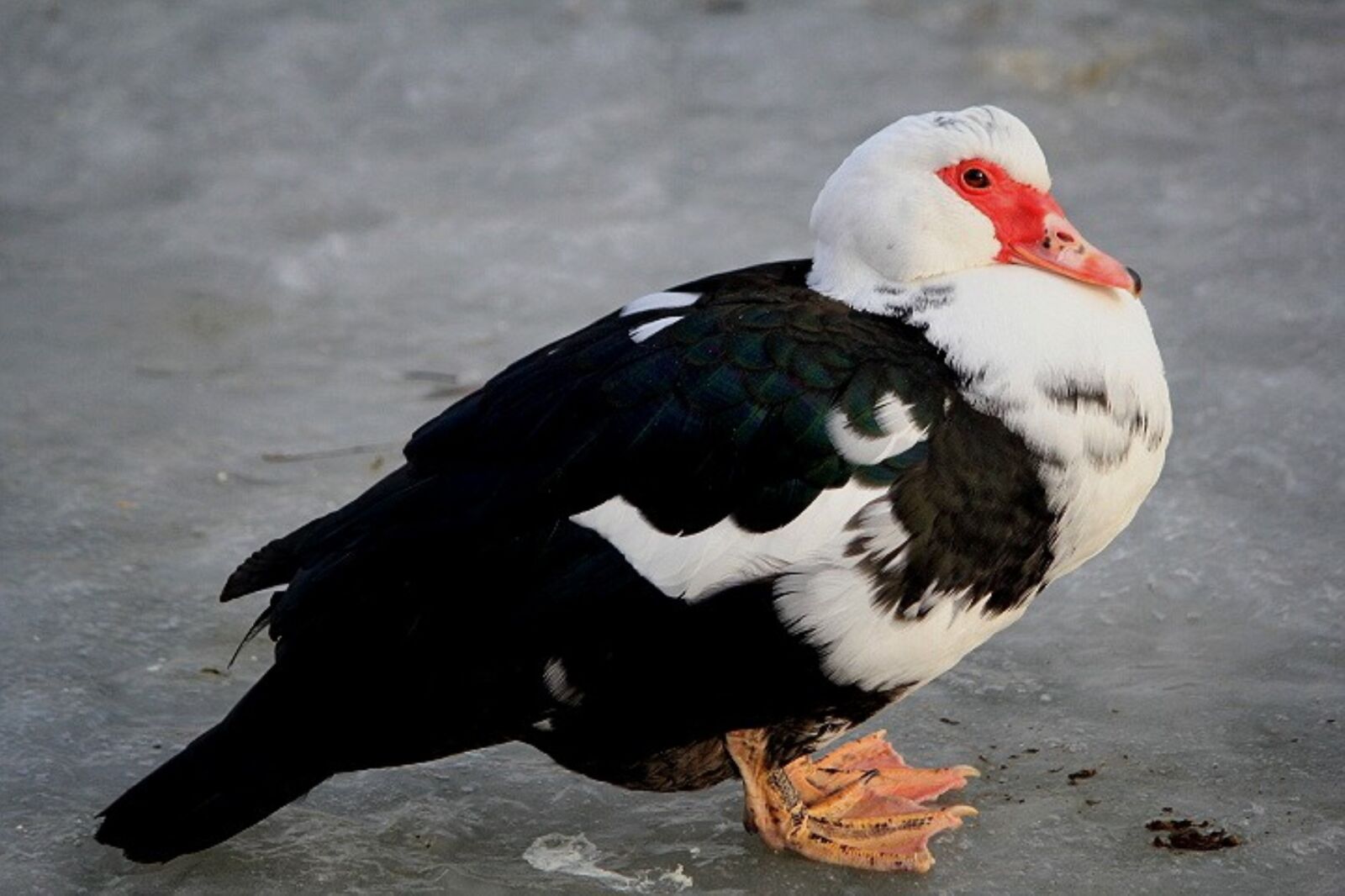Canon EOS 60D sample photo. Duck, waterfowl, metallurgy photography
