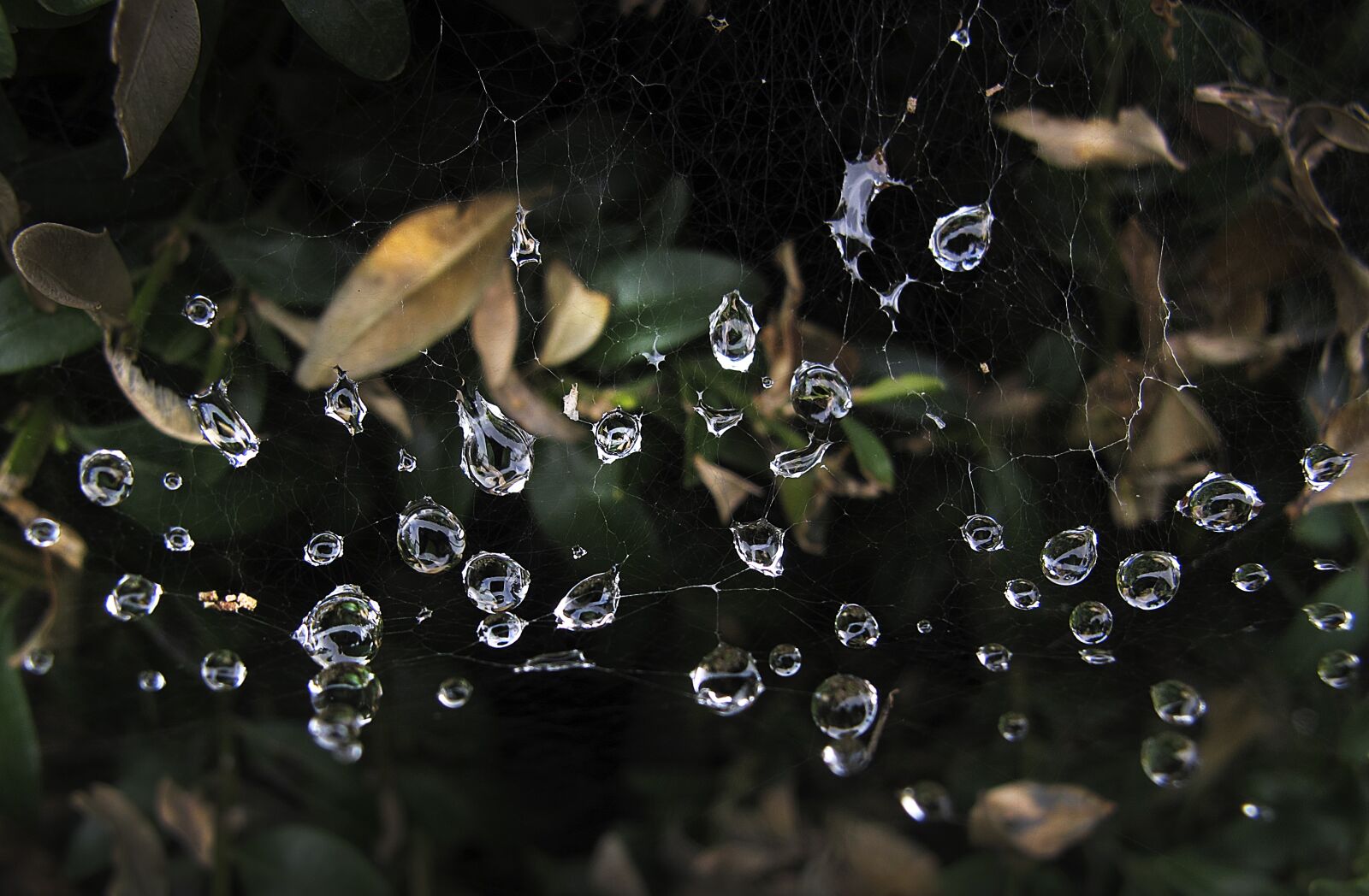 Canon PowerShot G12 sample photo. Cobwebs, dewdrop, beaded photography