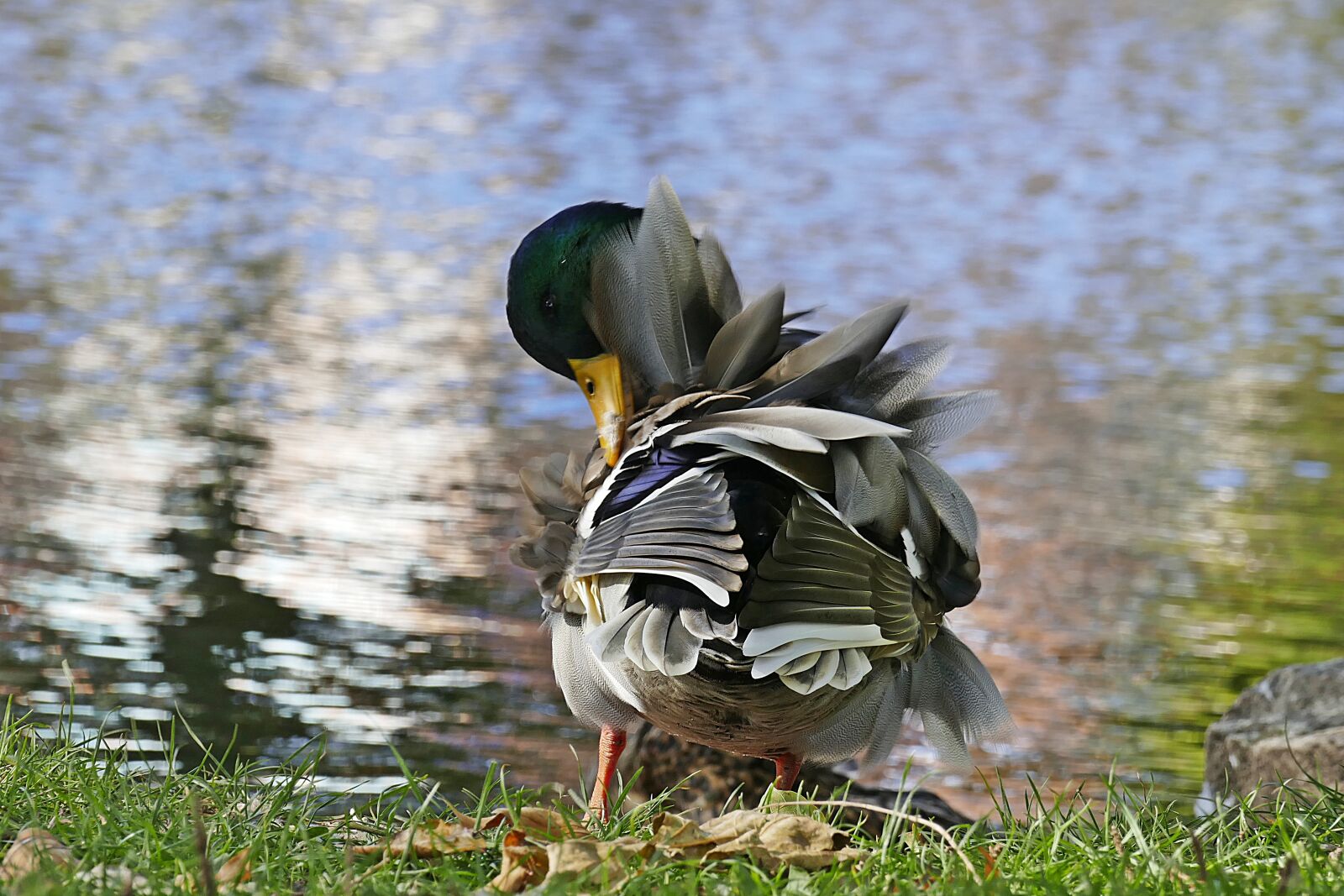 Panasonic Lumix DMC-FZ1000 sample photo. Duck, pond, water photography