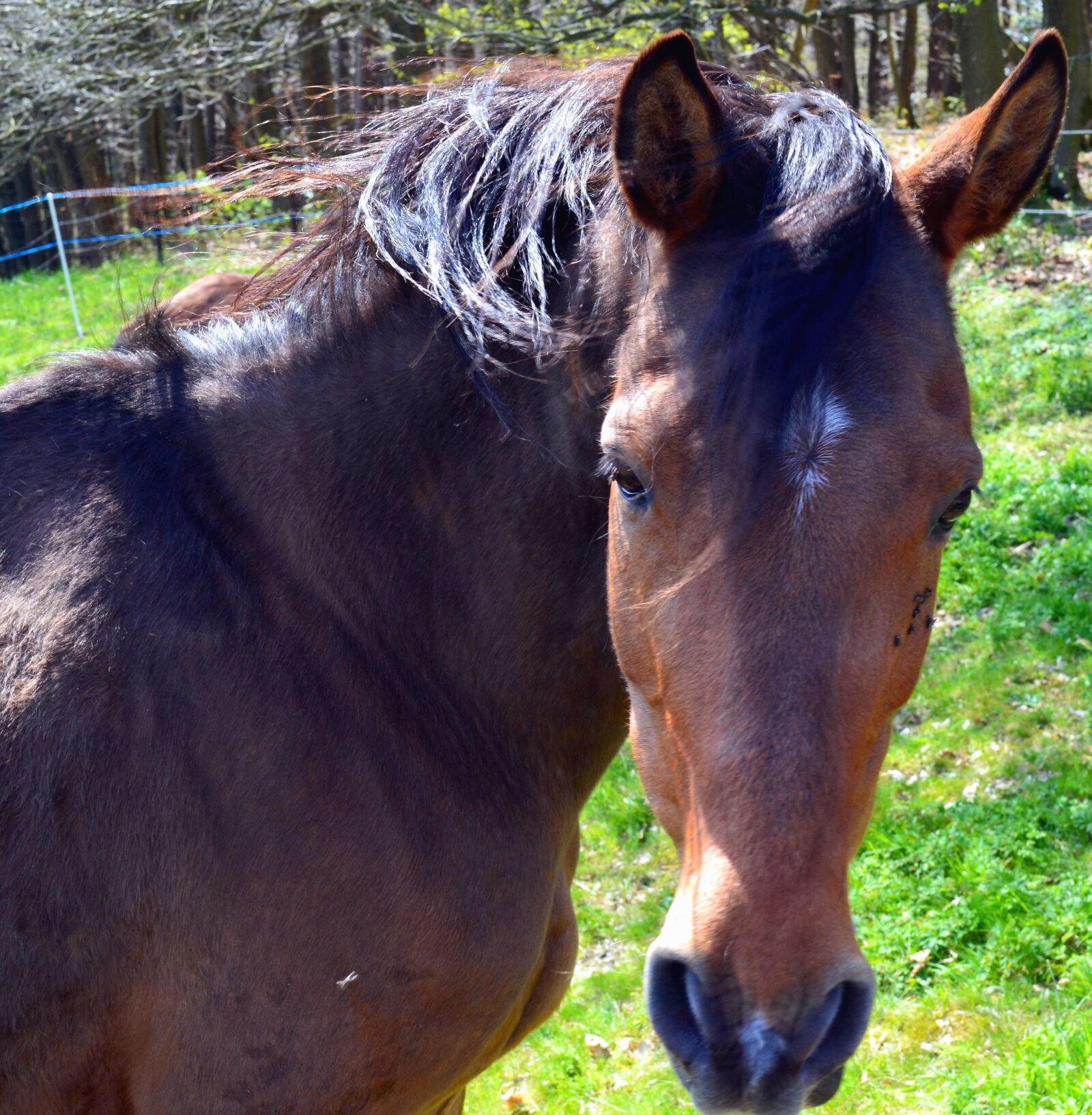 Nikon D3200 sample photo. Horse, head, farm, village photography