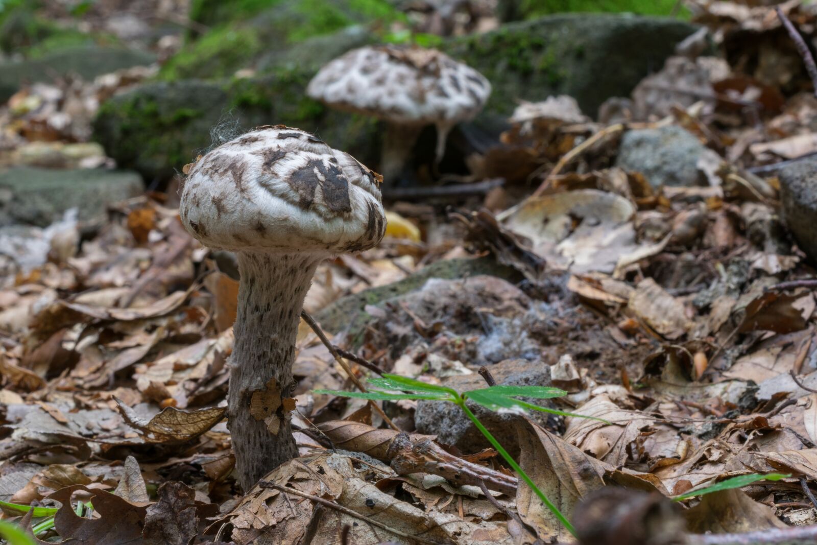 Nikon D5300 sample photo. Mushroom, forest, autumn photography