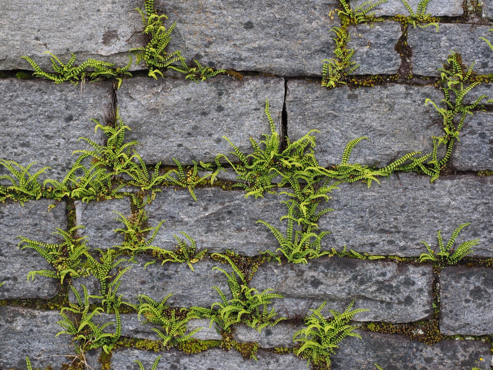 Olympus OM-D E-M1 + Olympus M.Zuiko Digital ED 12-40mm F2.8 Pro sample photo. Wall, greening, fern photography