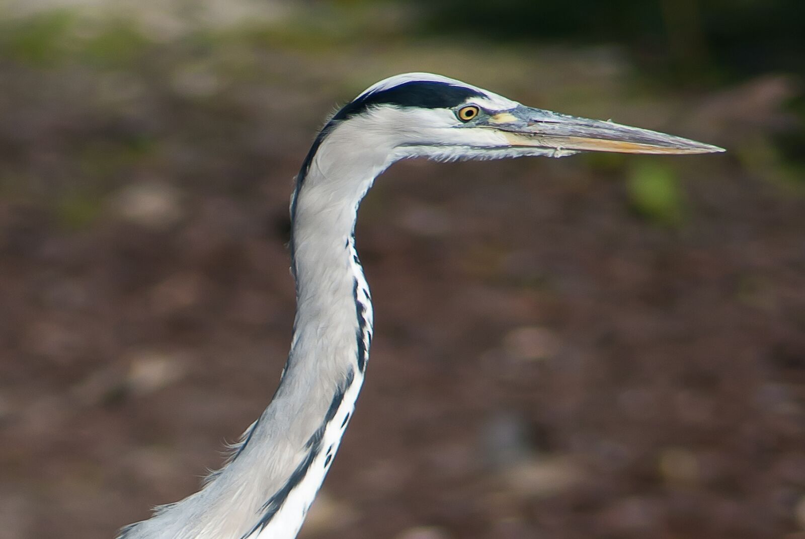 Nikon D3000 sample photo. Blue heron, animal, bird photography