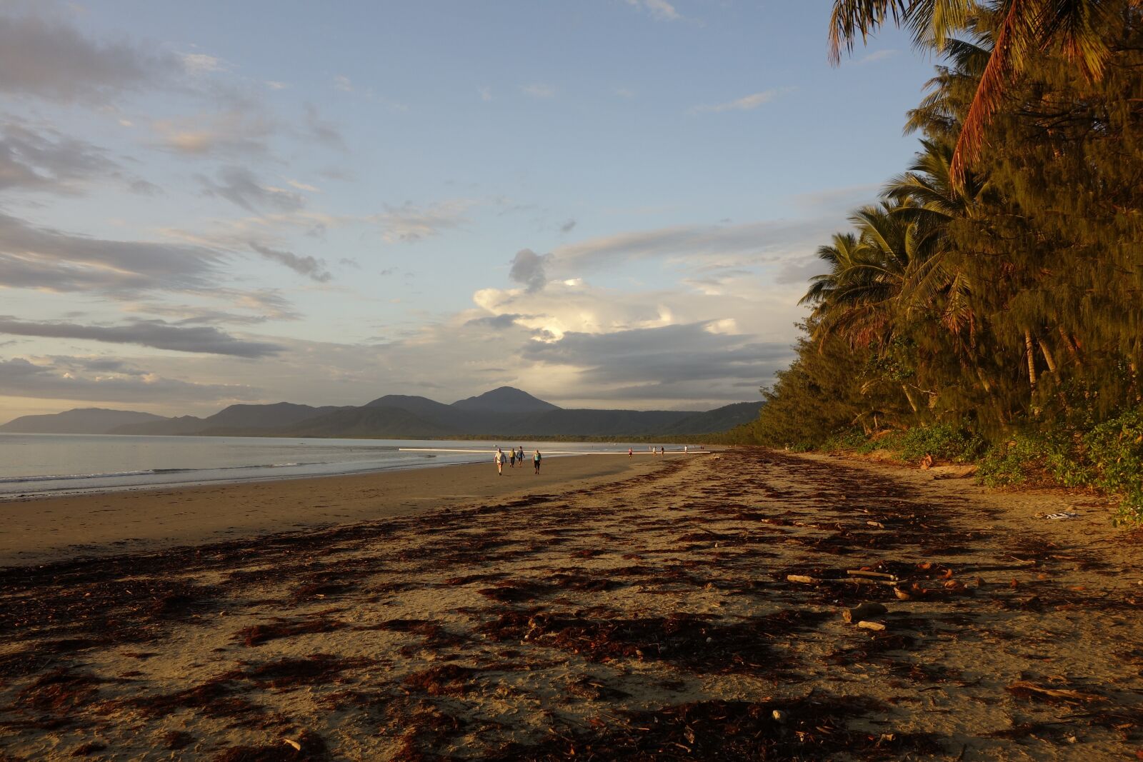 Sony Cyber-shot DSC-RX100 sample photo. Nature, australia, port douglas photography